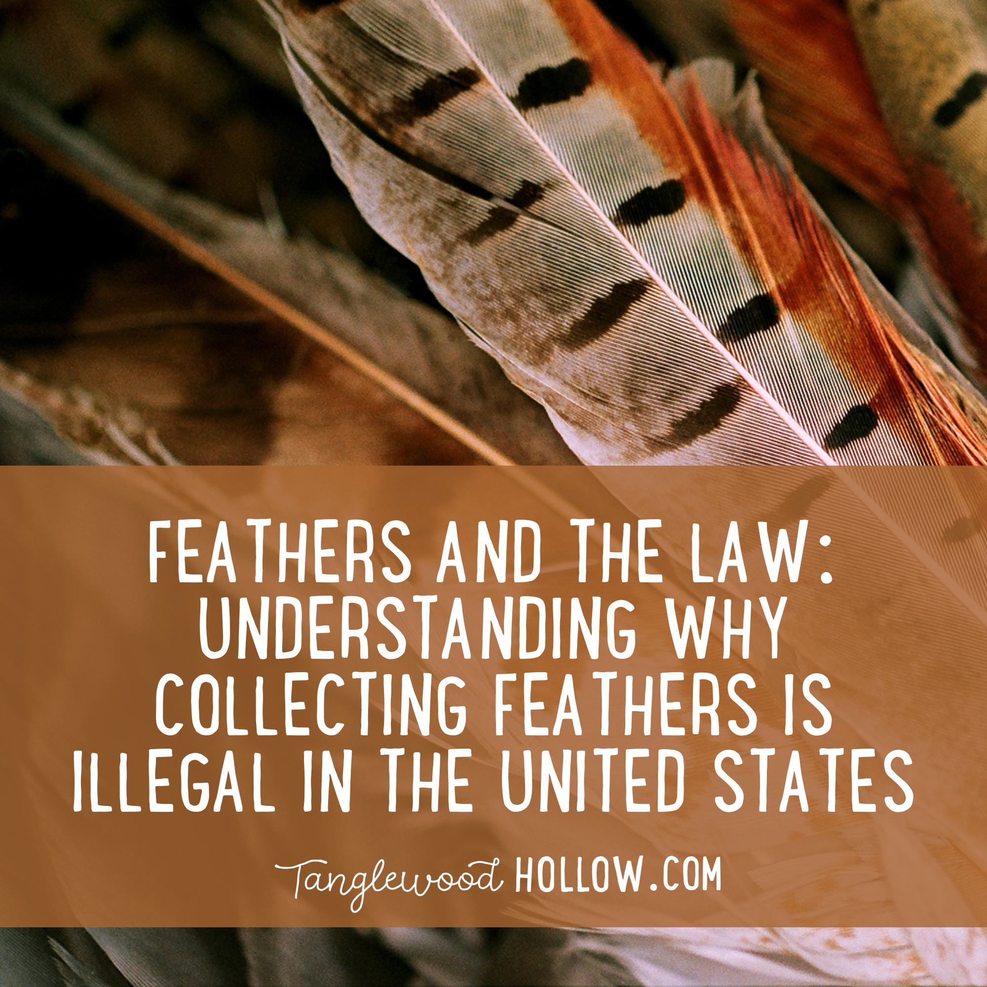 Did you know it's illegal to possess most bird feathers? - Shadows and Light