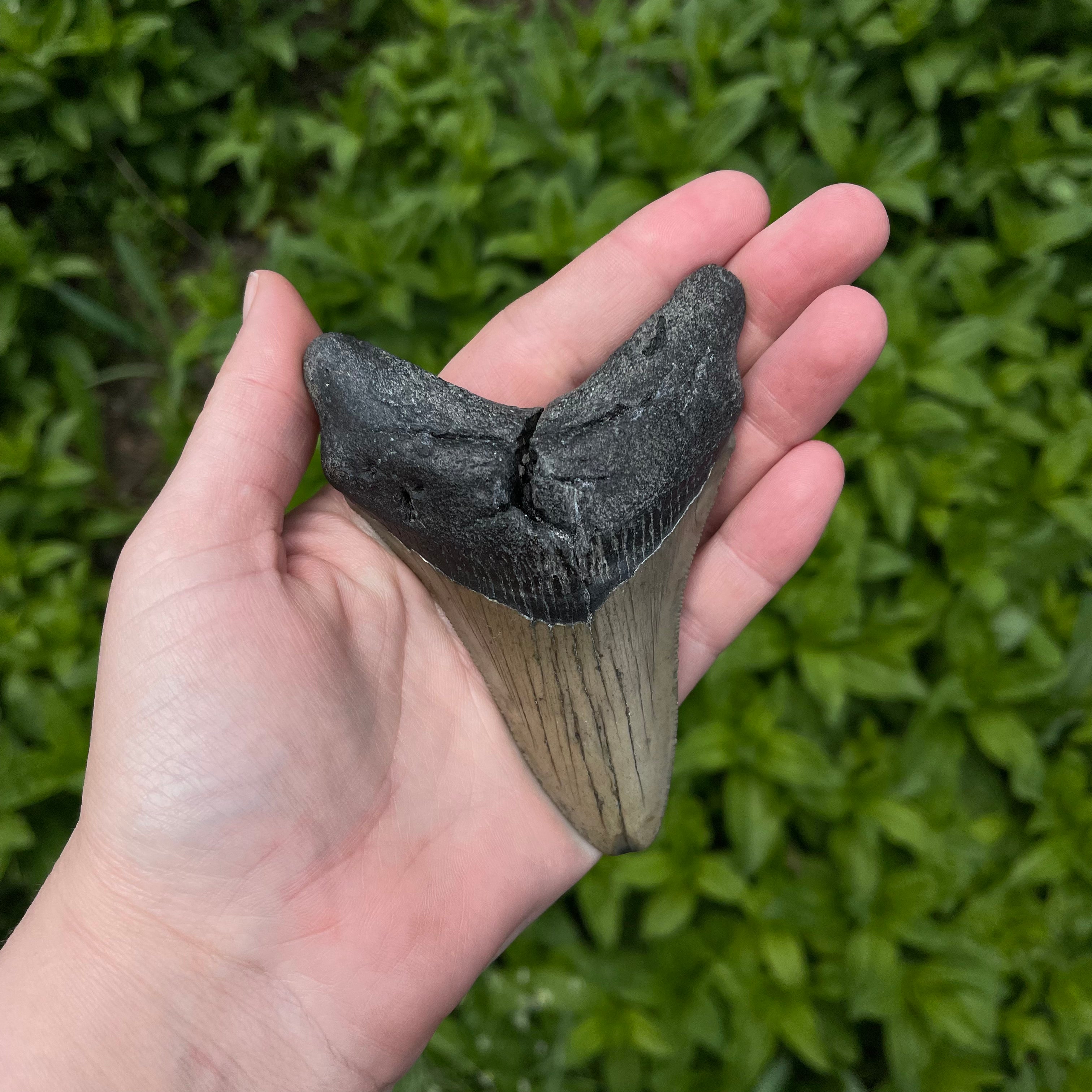 Megalodon Tooth Fossil 15432