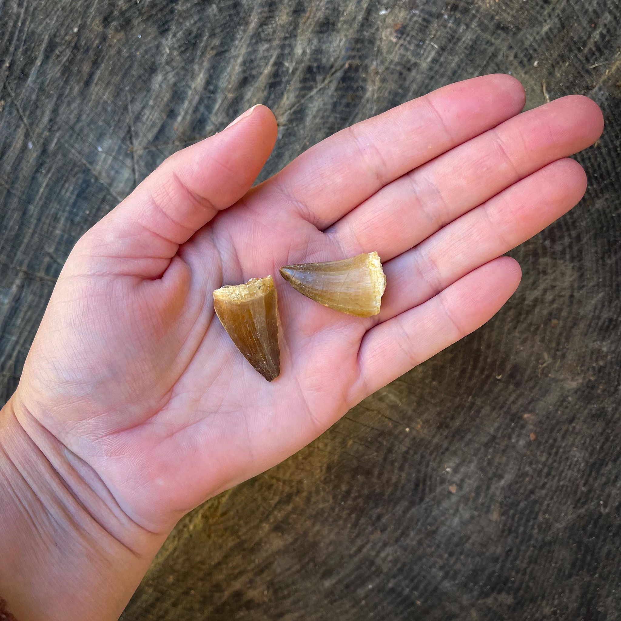 Real Mosasaurus Tooth Fossil