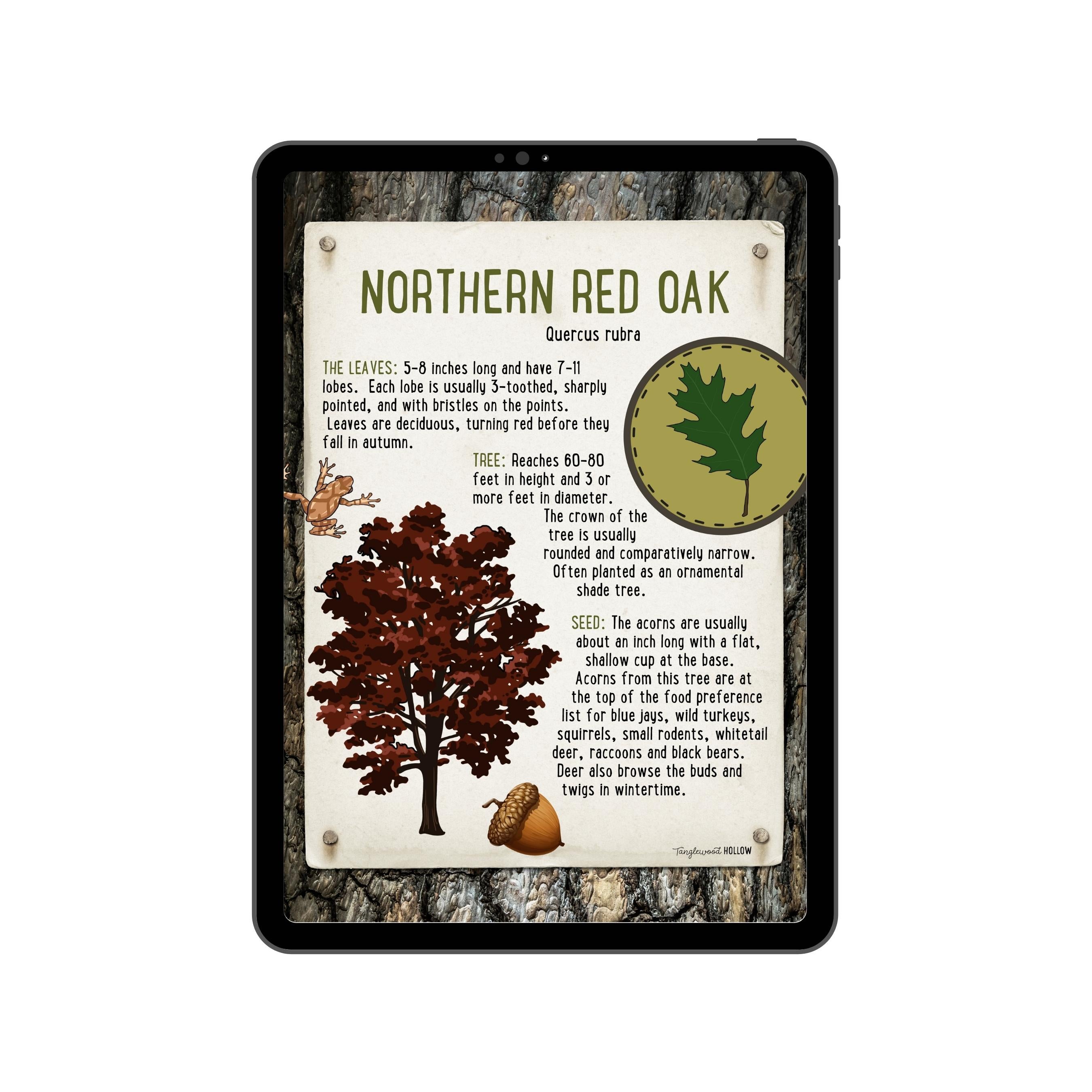 Exploring Northern Red Oak - A Digital Guide