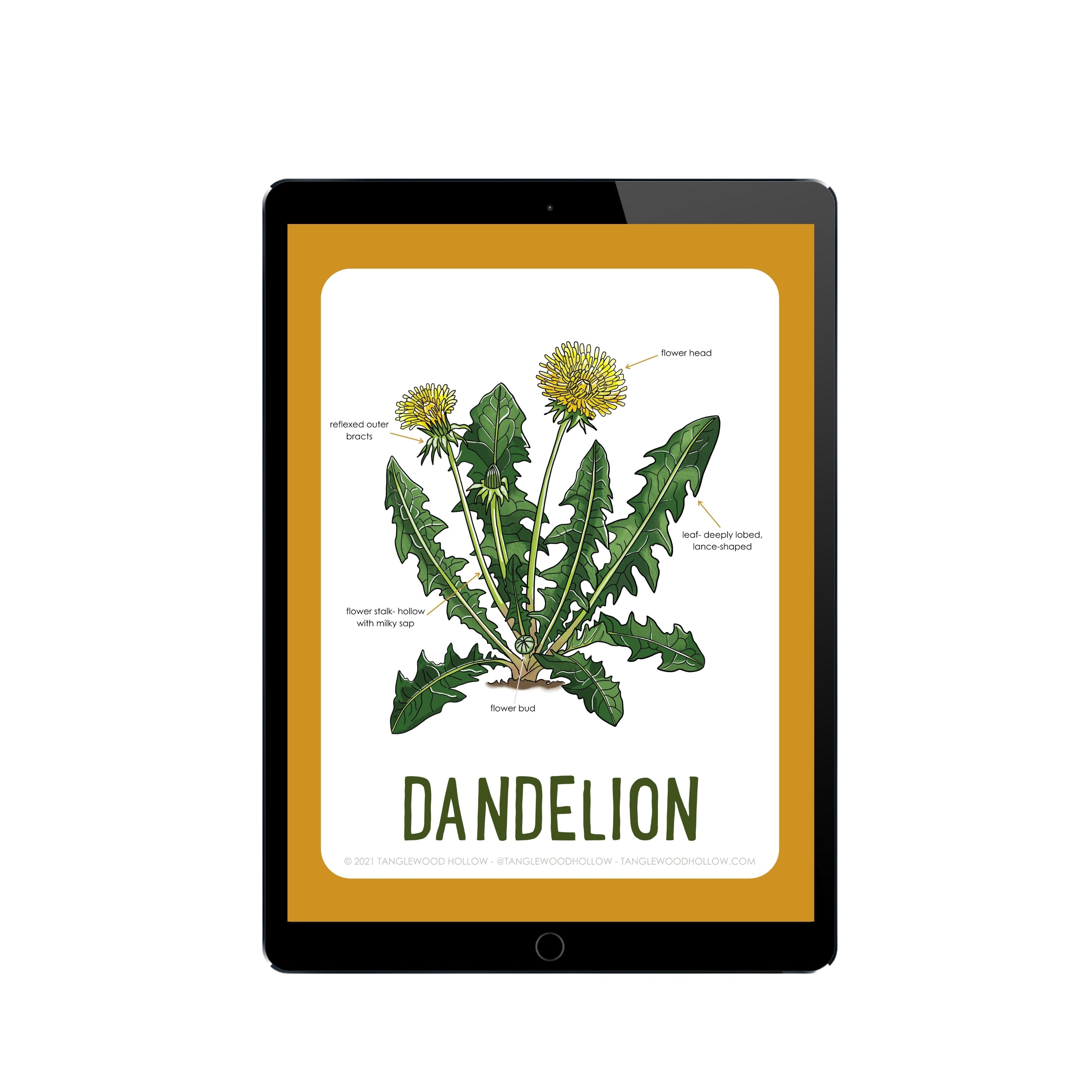 Digital Dandelion Plant Study & Dough Recipe