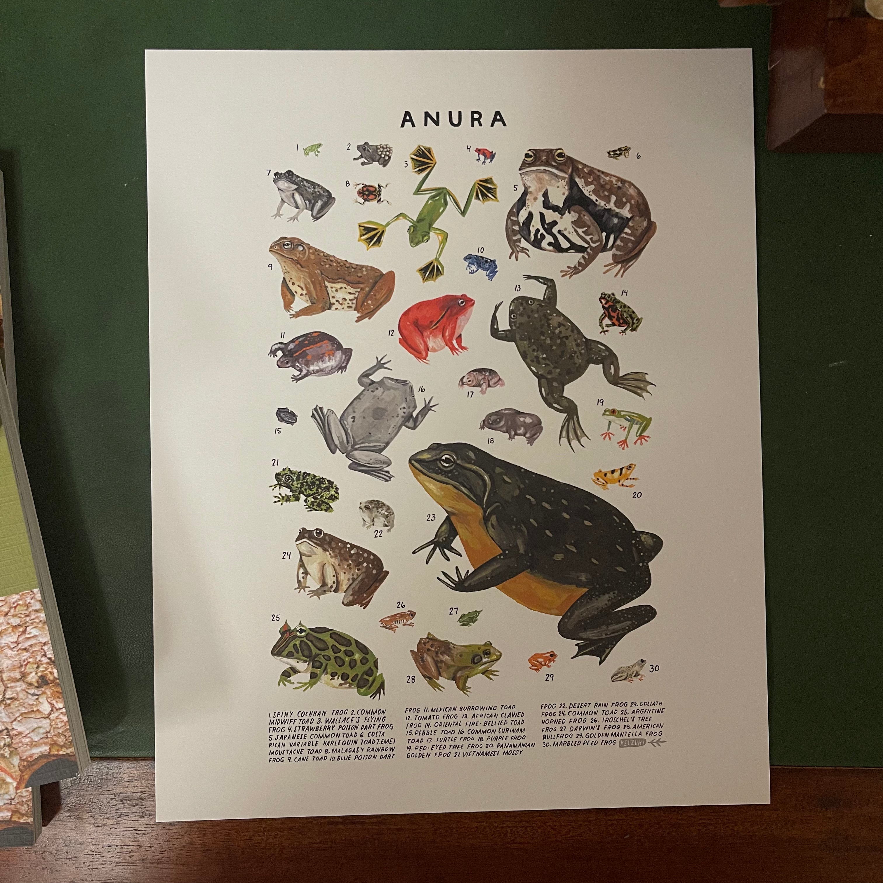 ANURA: Vintage-Style Species Print