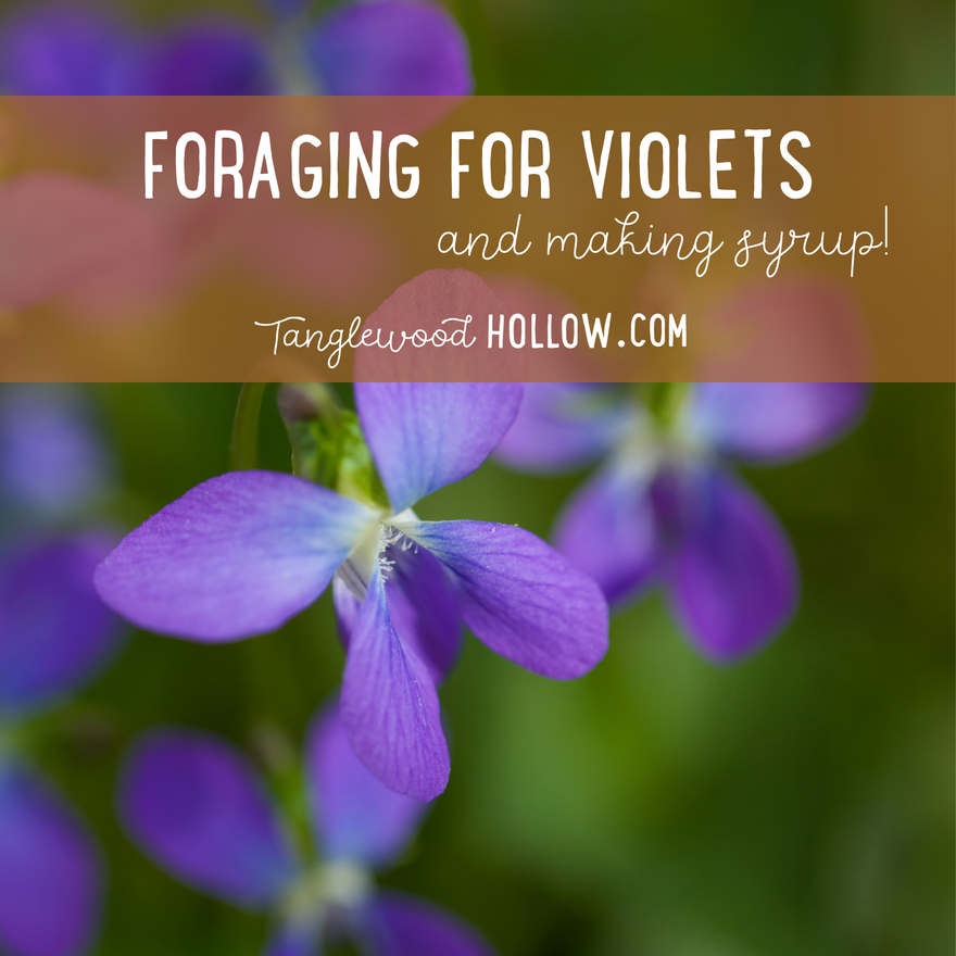 FORAGING FOR COMMON WILD VIOLETS AND MAKING VIOLET SYRUP