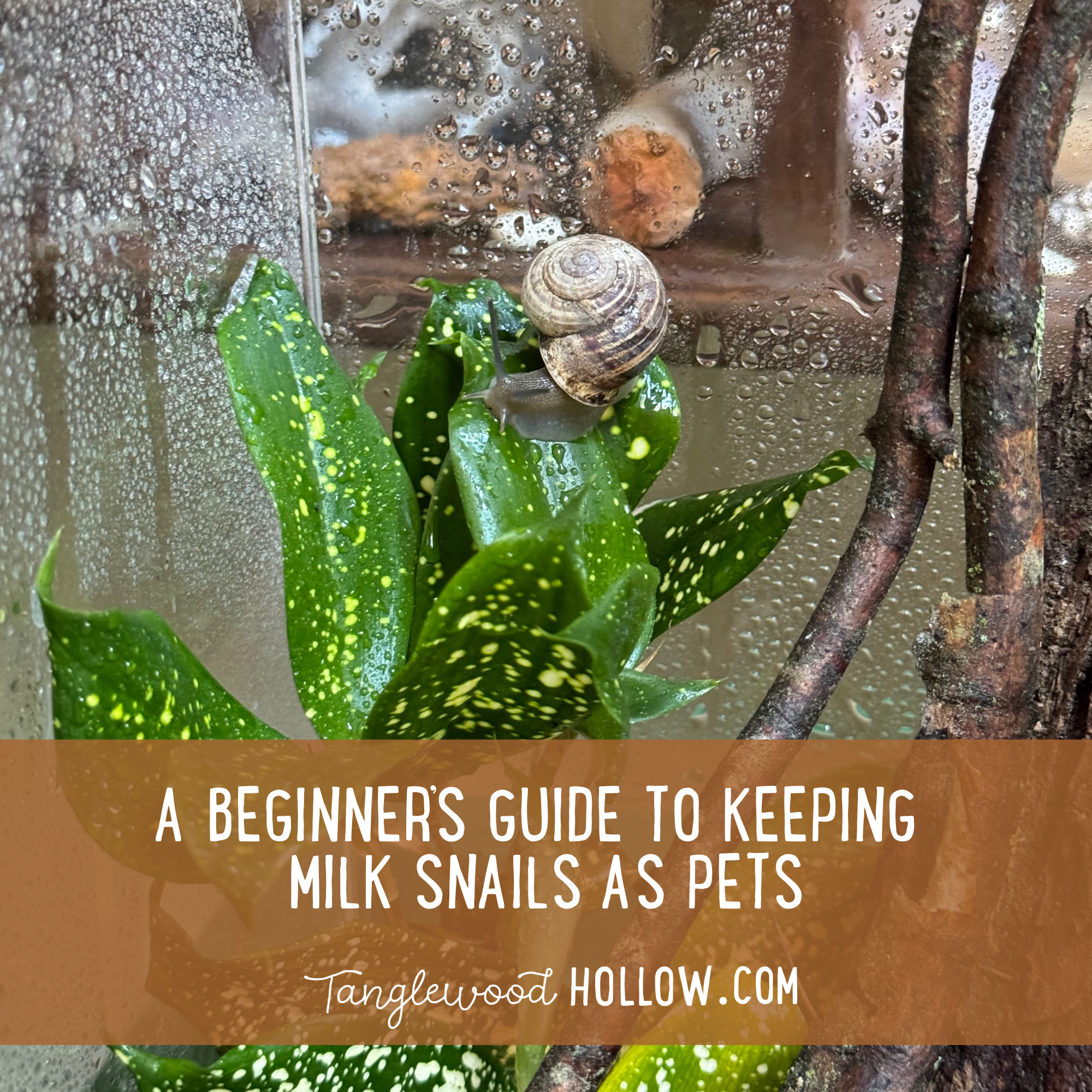 Keeping Snails A BEGINNER'S GUIDE TO KEEPING MILK SNAILS AS PETS – Tanglewood Hollow