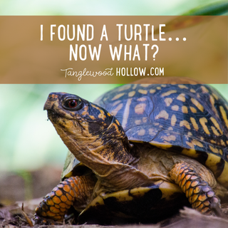 I FOUND A TURTLE... NOW WHAT?