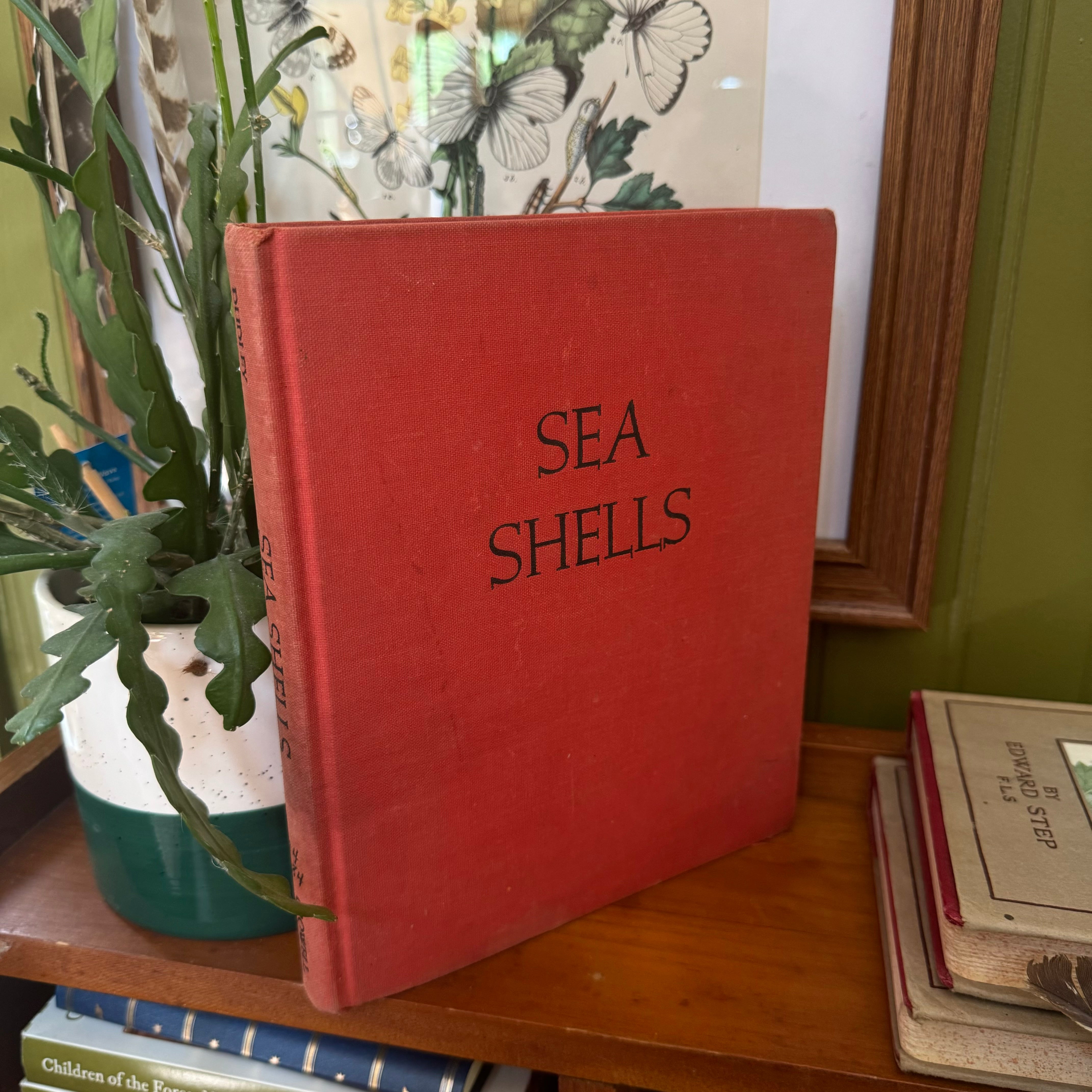 Vintage Sea Shells Book