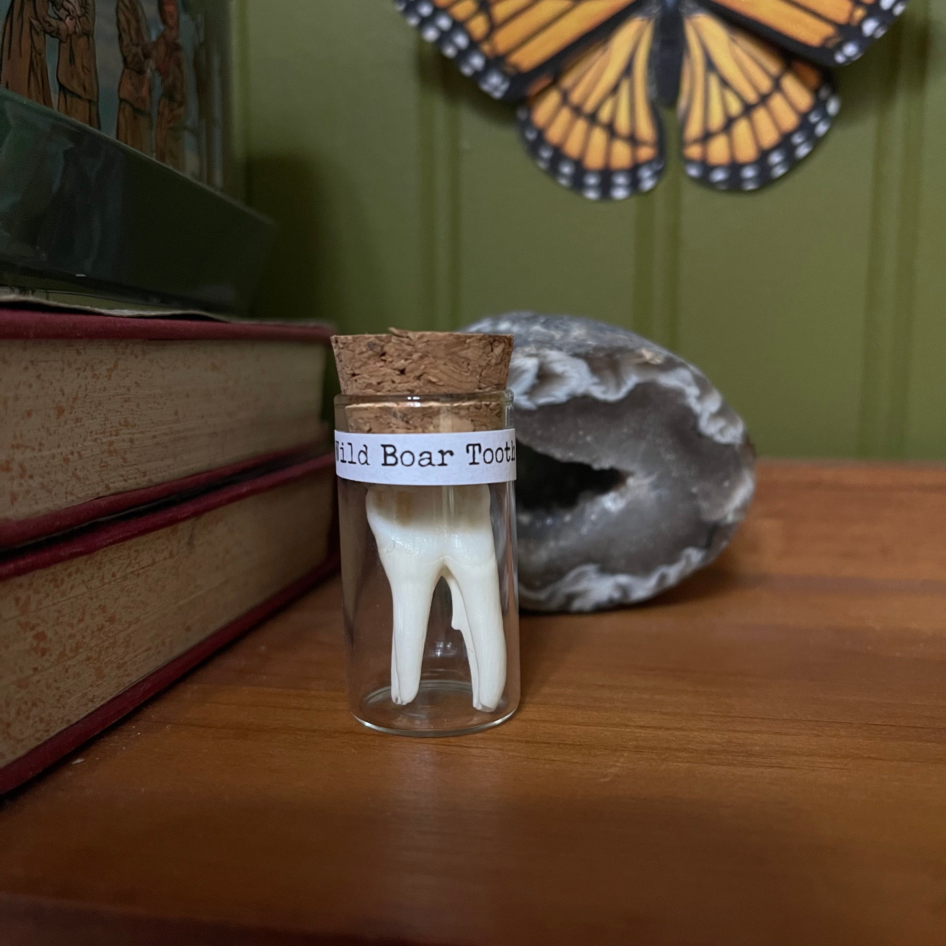 Wild Boar Tooth in Vial