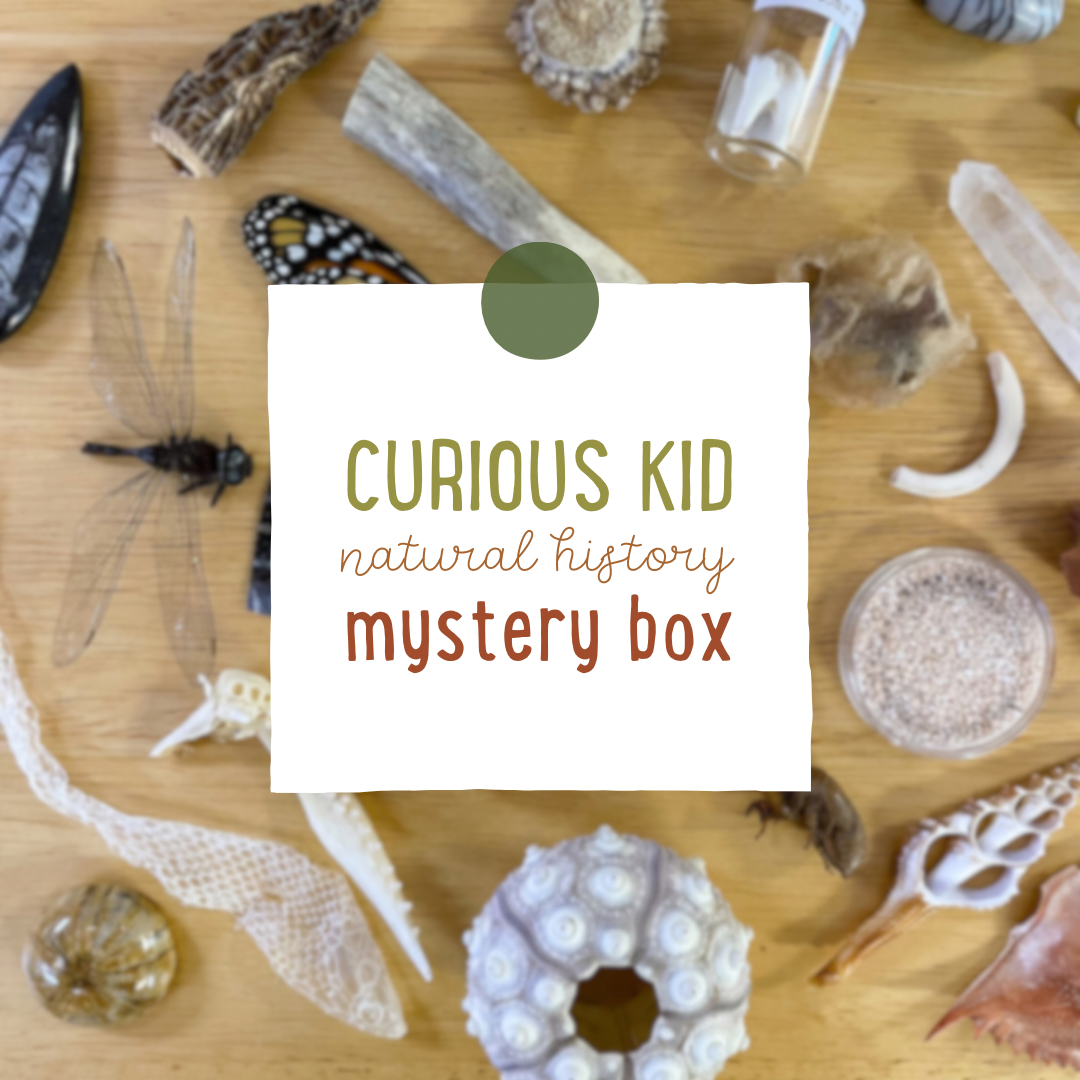 Curious Kid Natural History Mystery Box- 2024 Box 1!