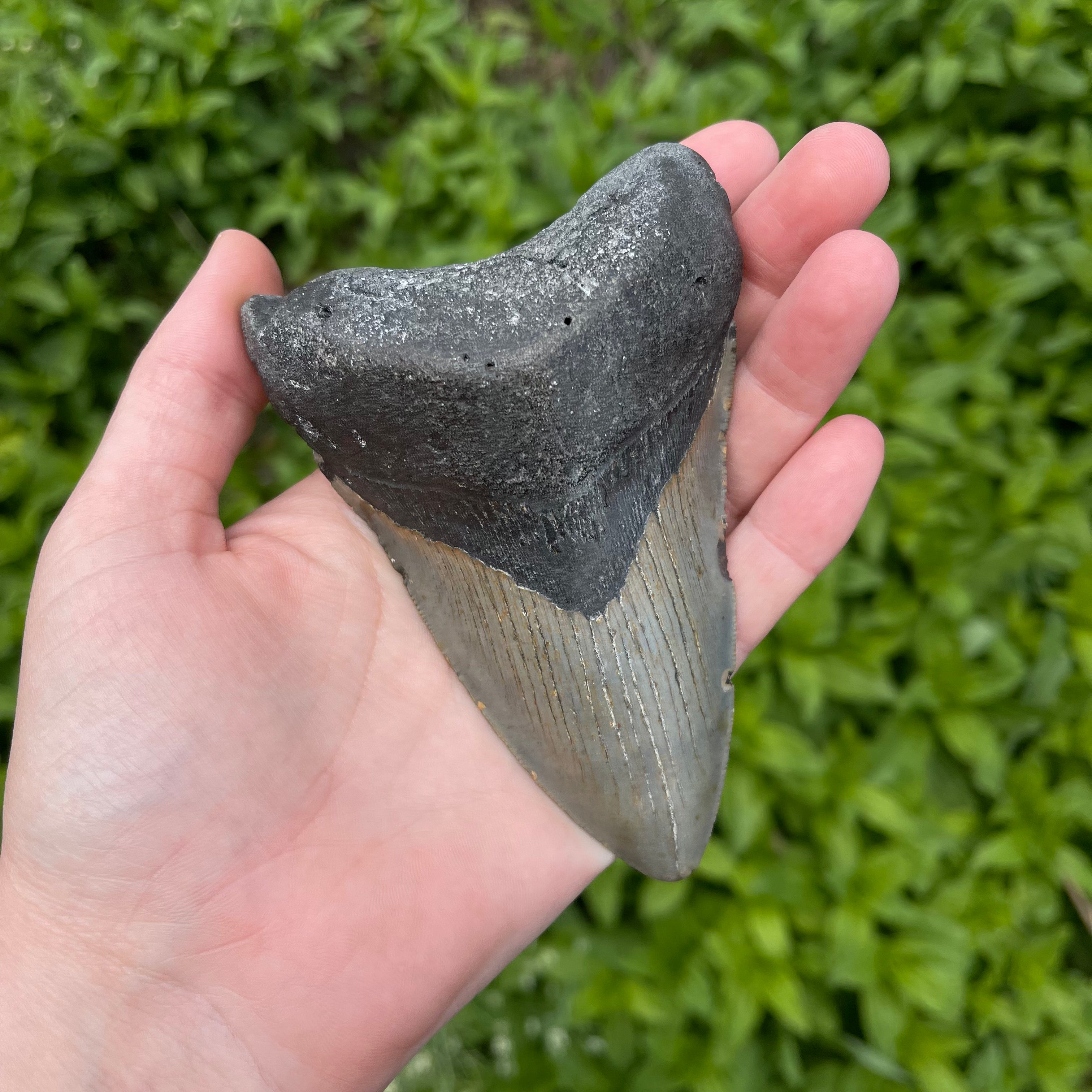 Megalodon Tooth Fossil 15364
