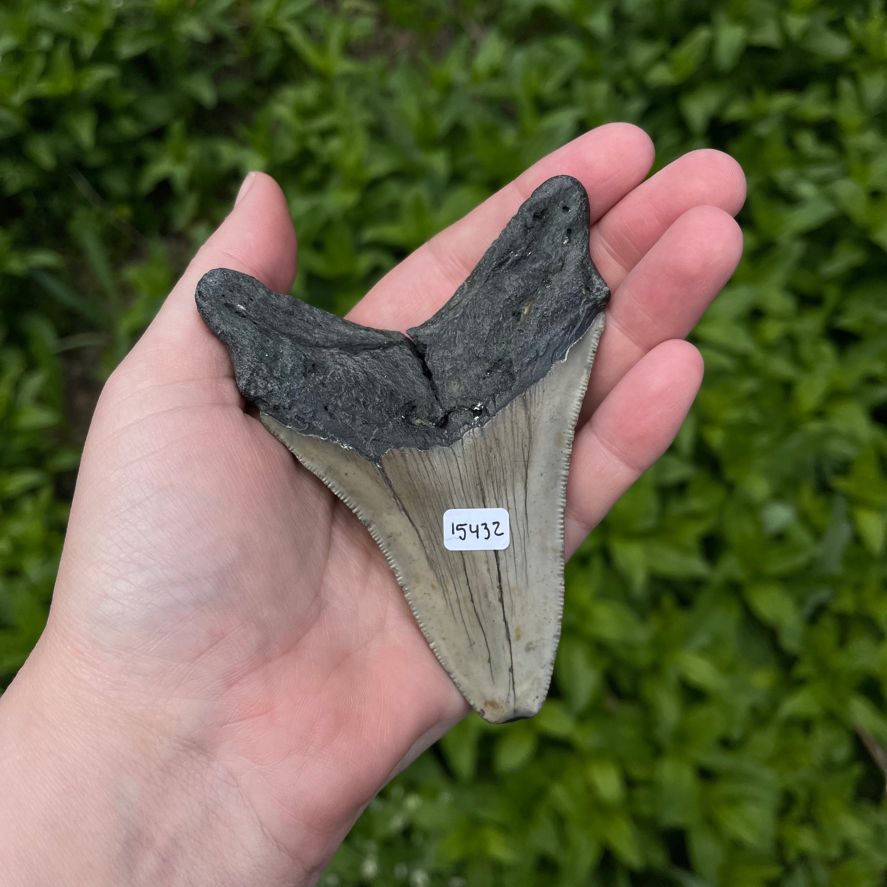 Megalodon Tooth Fossil 15432