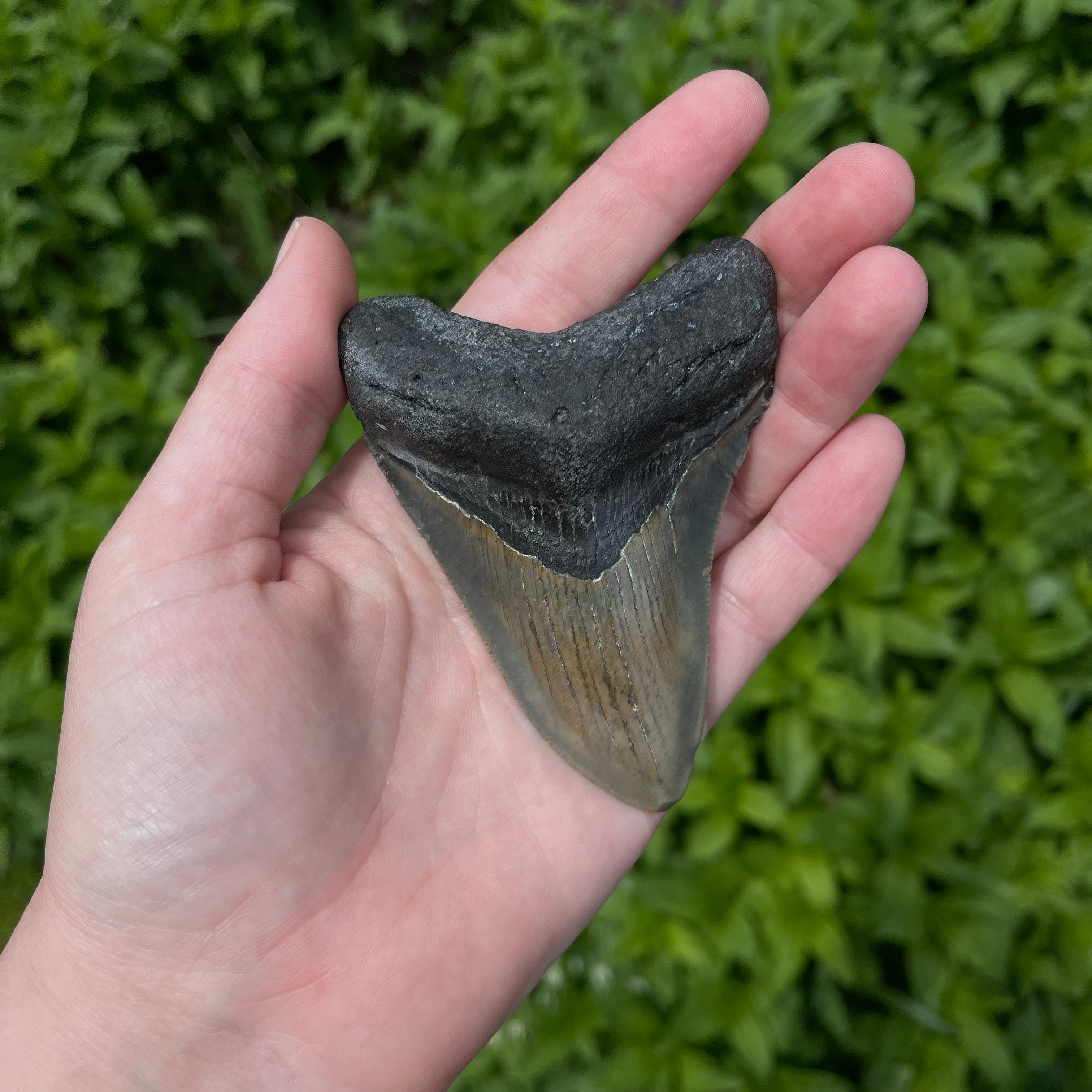 Megalodon Tooth Fossil 15492