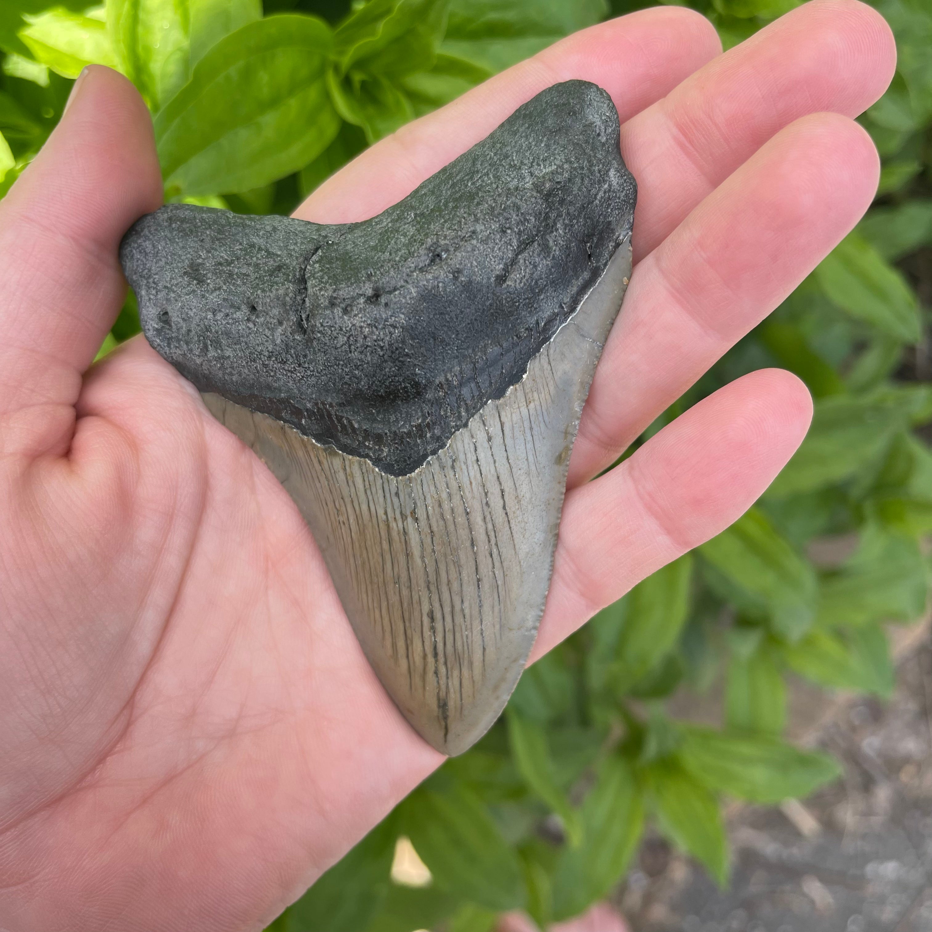Megalodon Tooth Fossil 15497