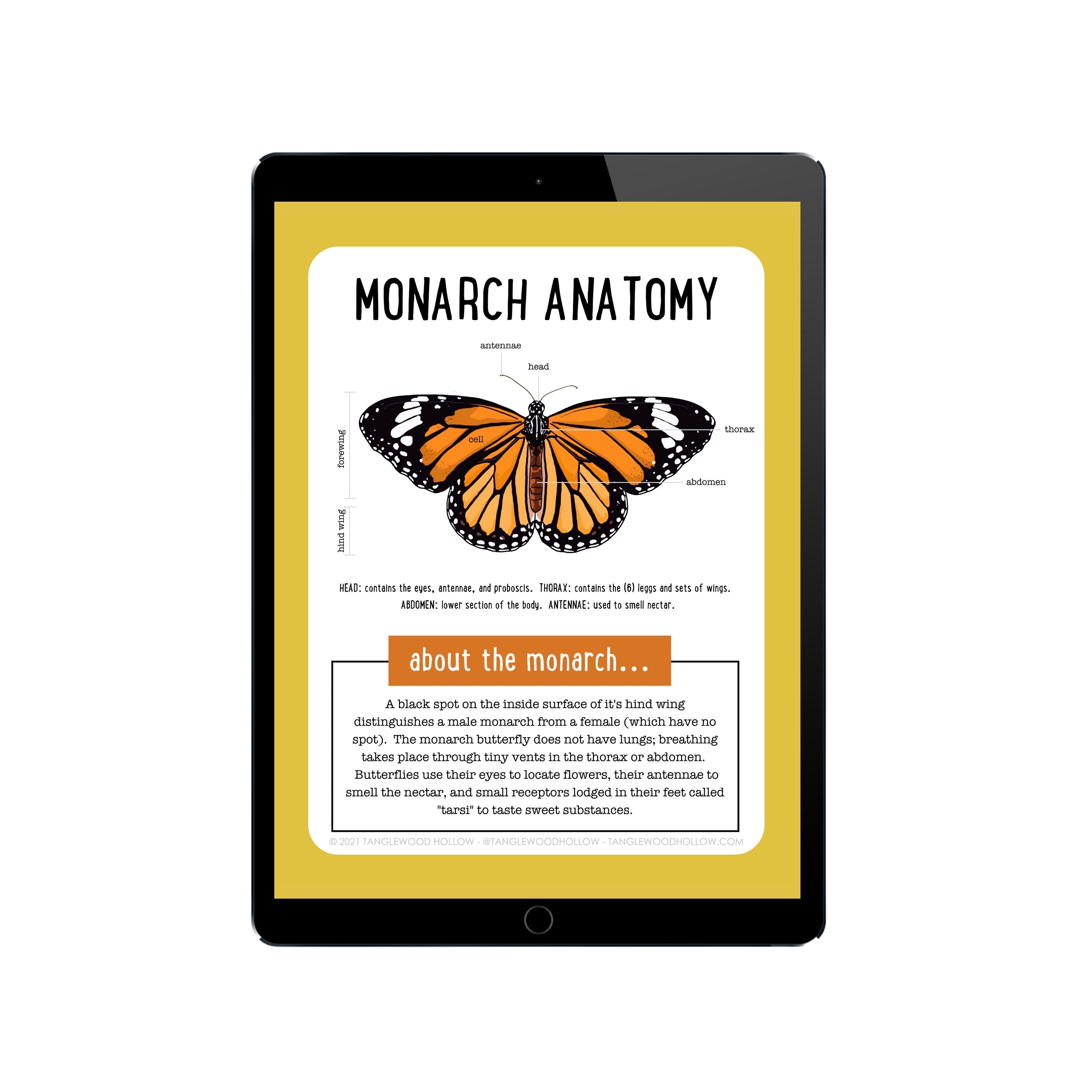 Digital Monarch Anatomy Activity Pack