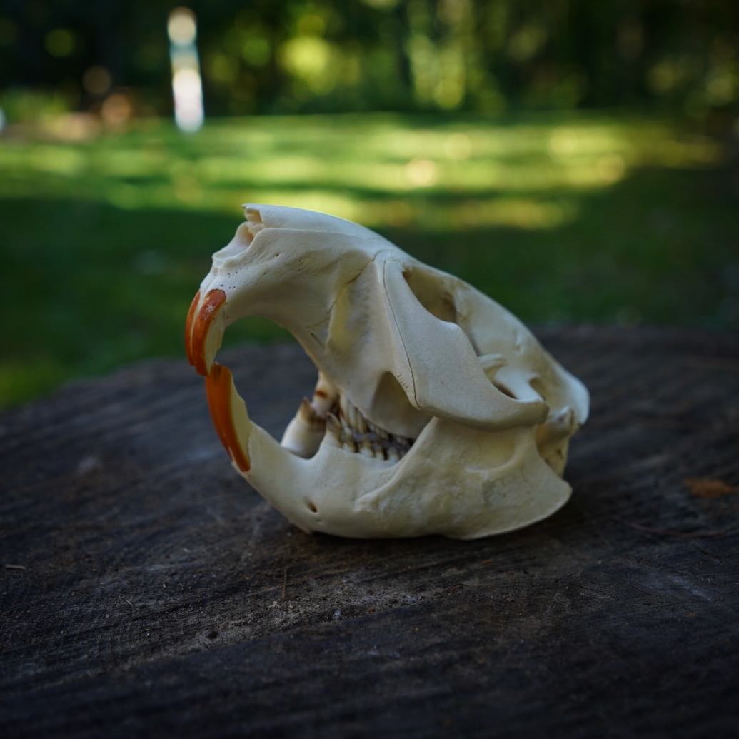 Beaver Skull - Castor canadensis