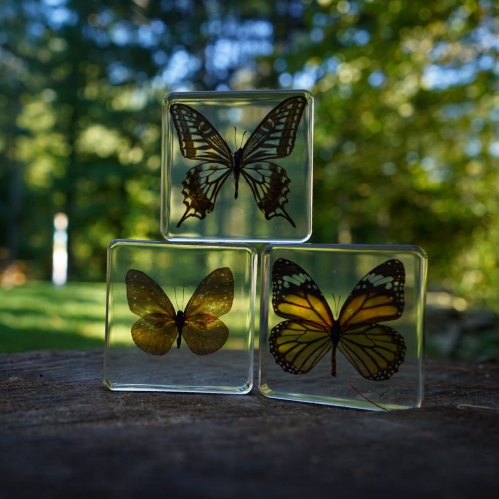 Butterfly Specimen Set of 3