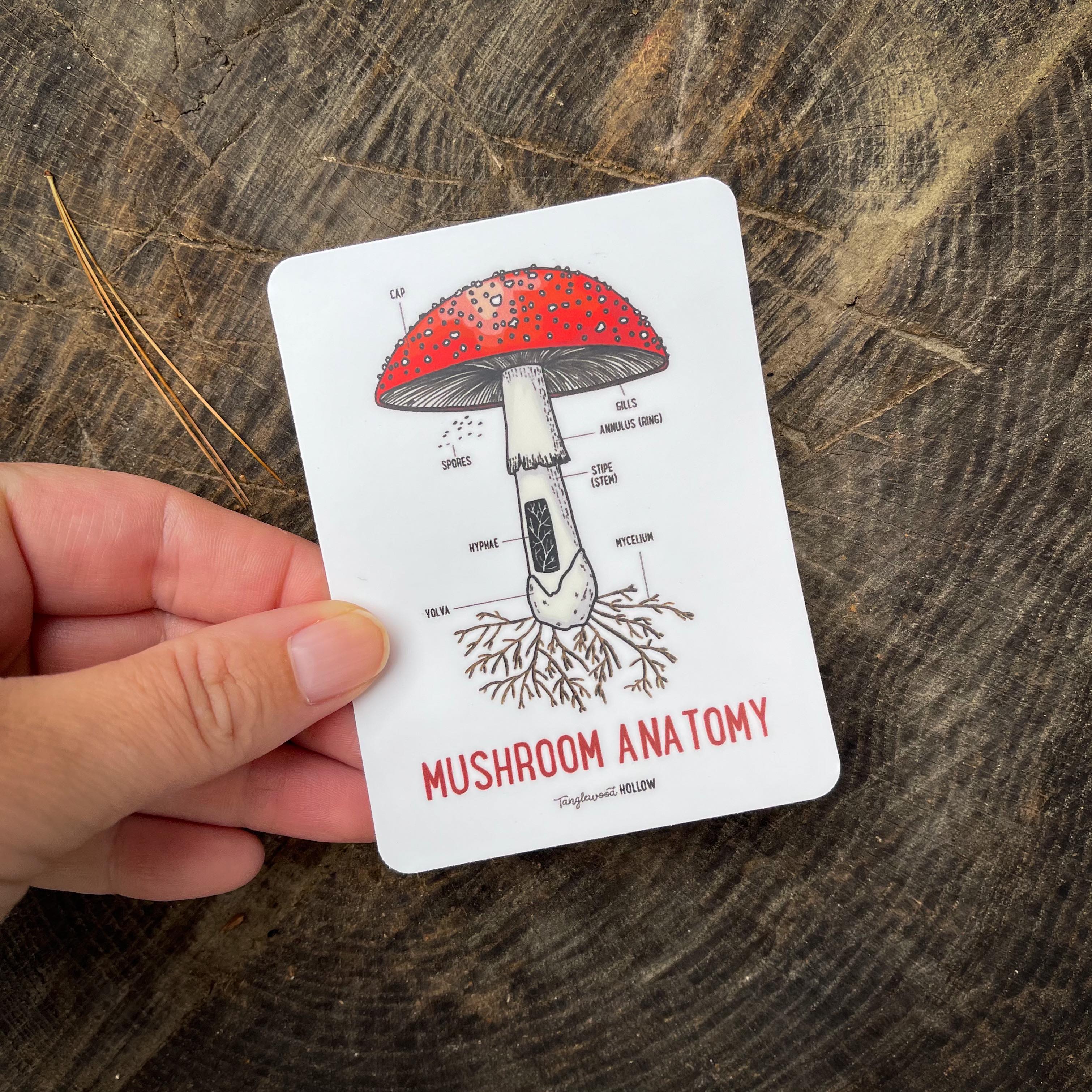 Mushroom Anatomy Sticker