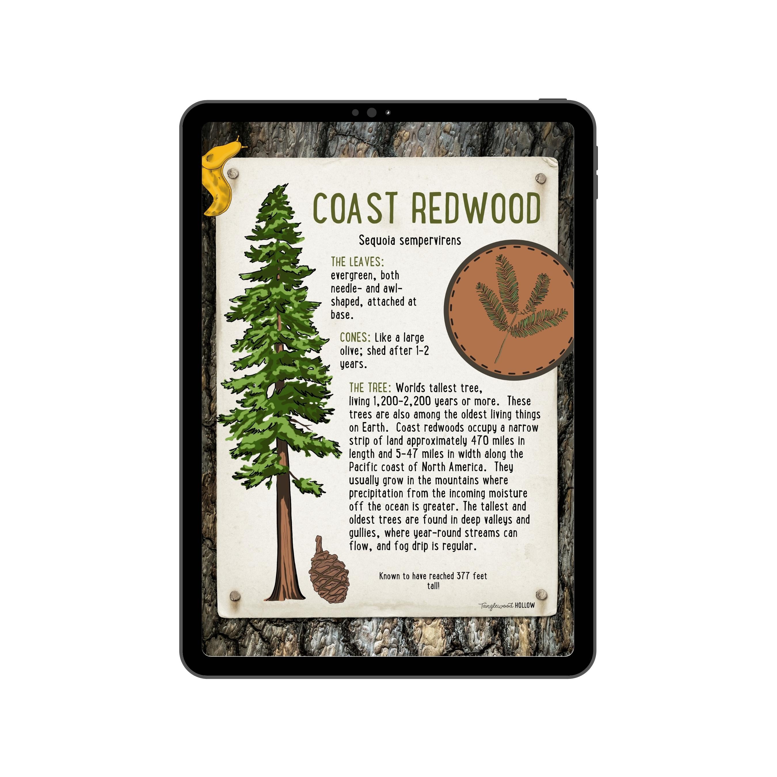 Coast Redwood - A Digital Exploration
