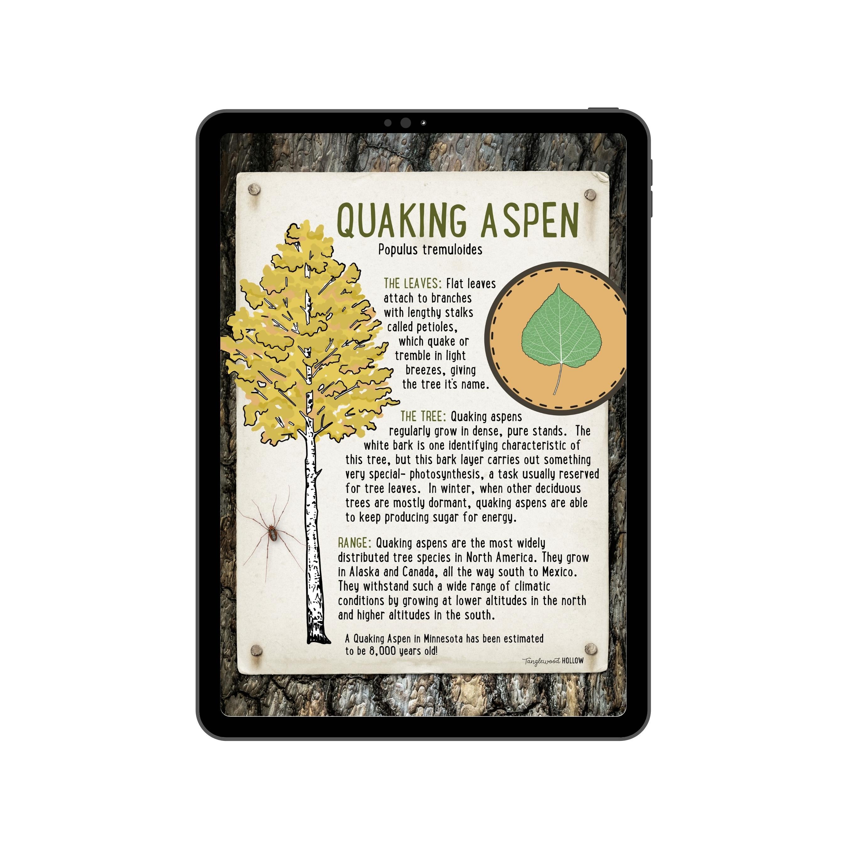 Exploring Quaking Aspen - A Digital Guide
