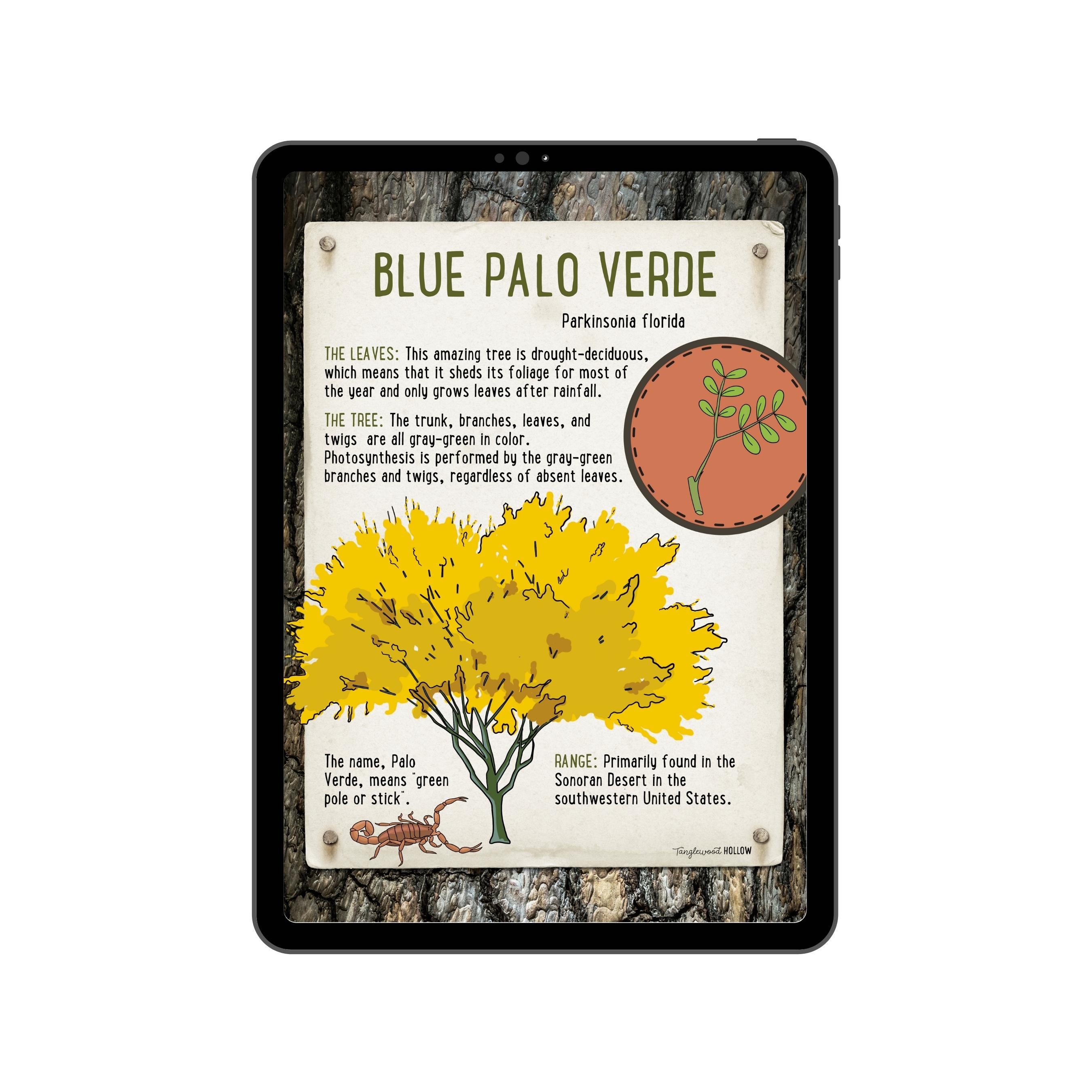 Blue Palo Verde - A Digital Exploration Guide