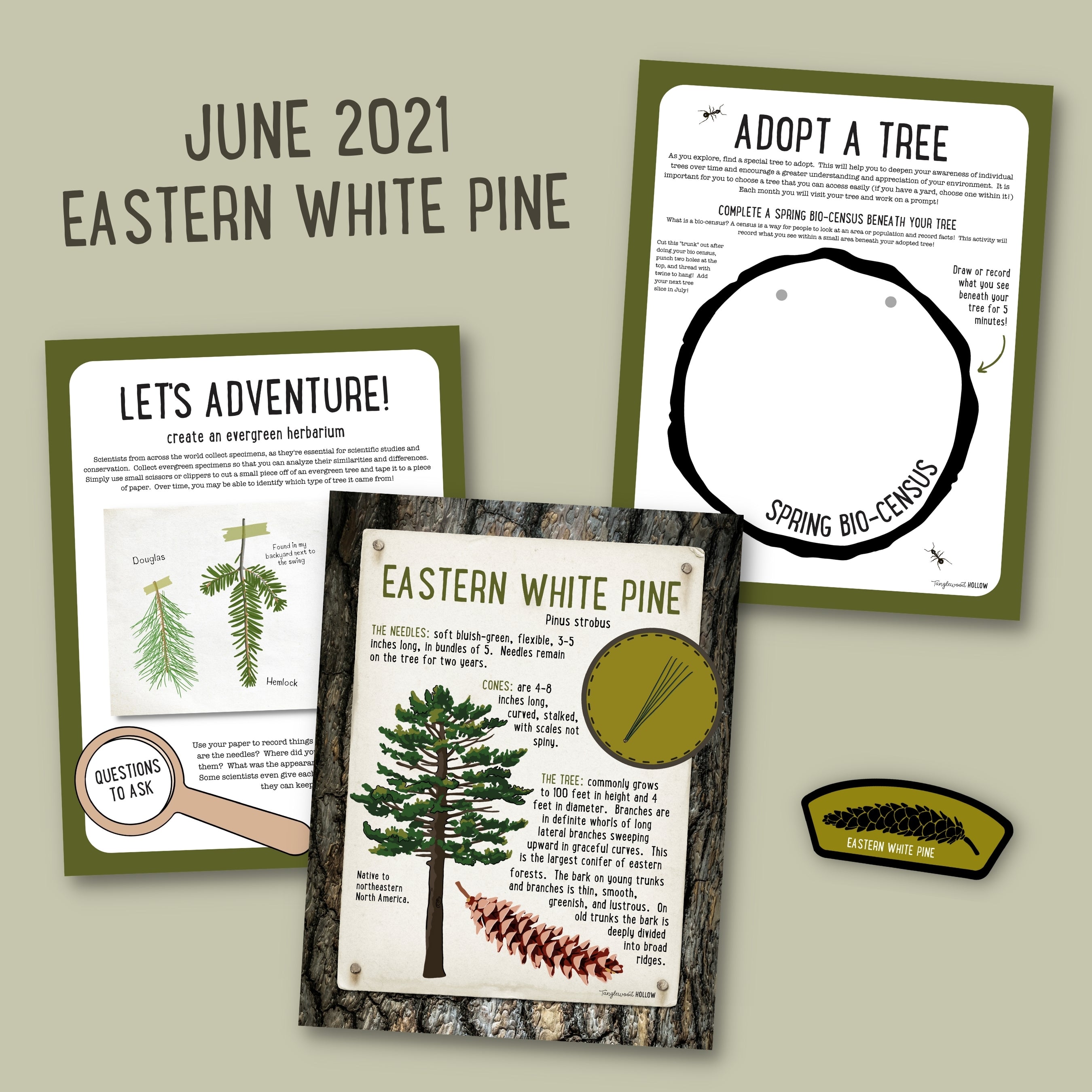 Exploring Eastern White Pine - A Digital Guide