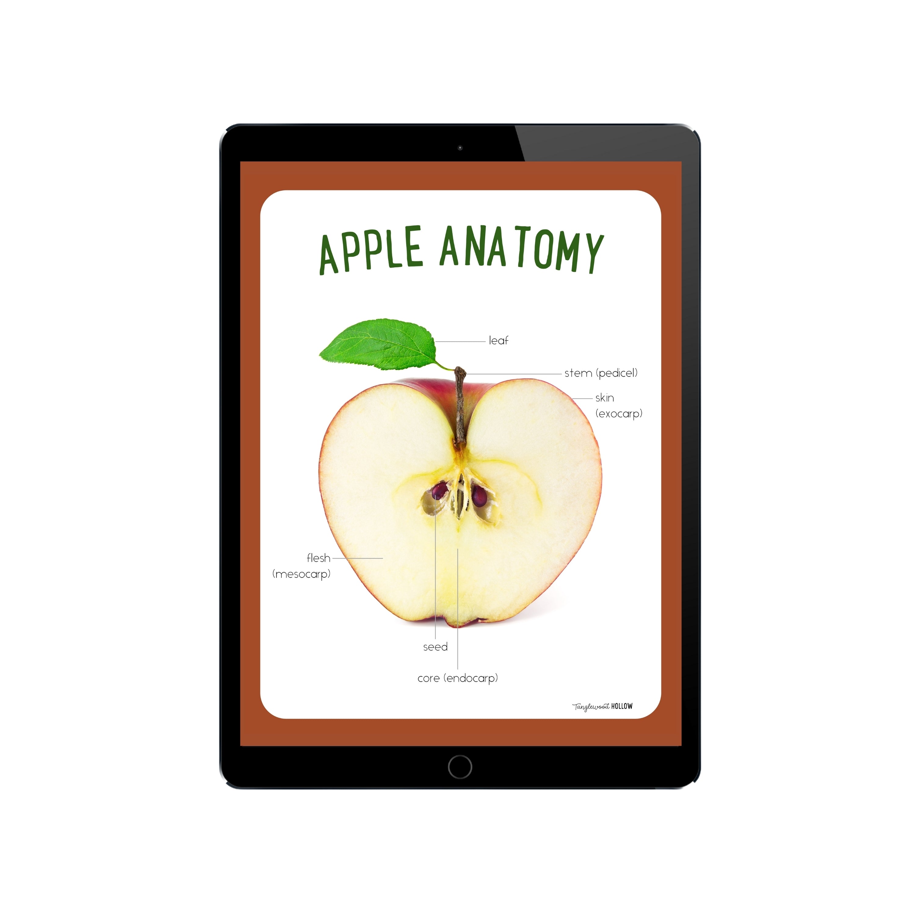 Digital Apple Anatomy Poster