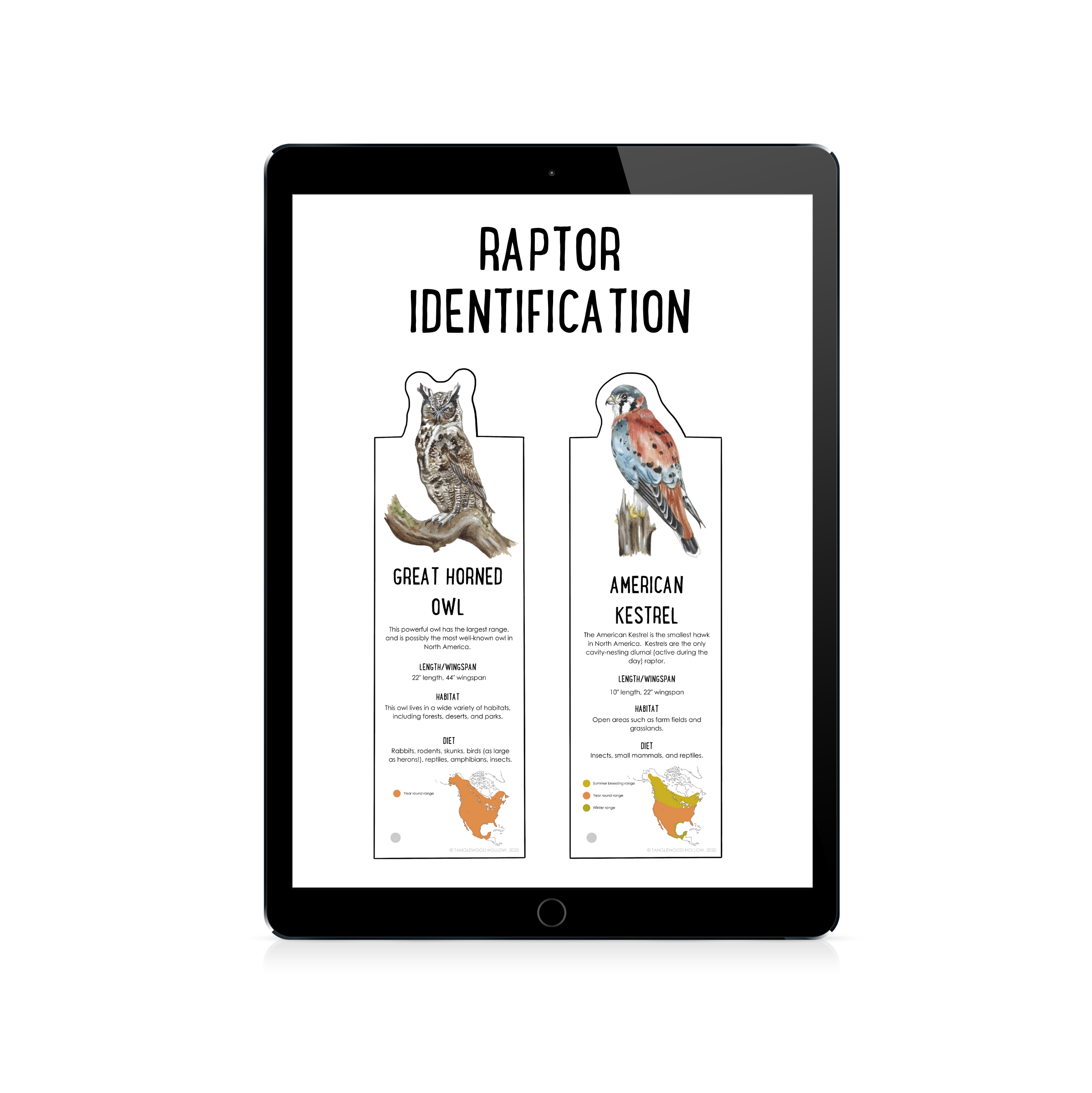 Printable Raptor Identification Cards and Poster