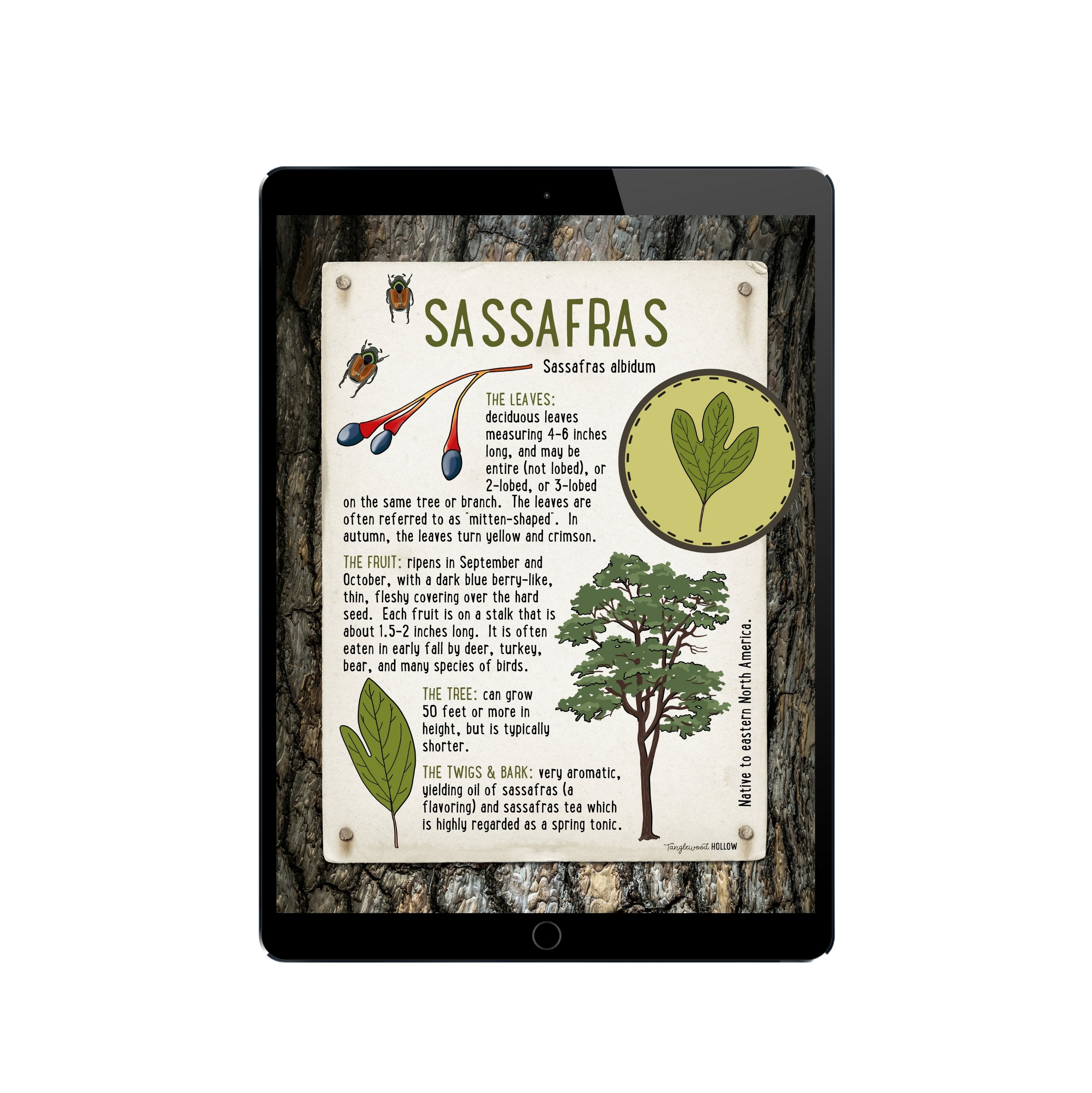 Sassafras - A Digital Exploration
