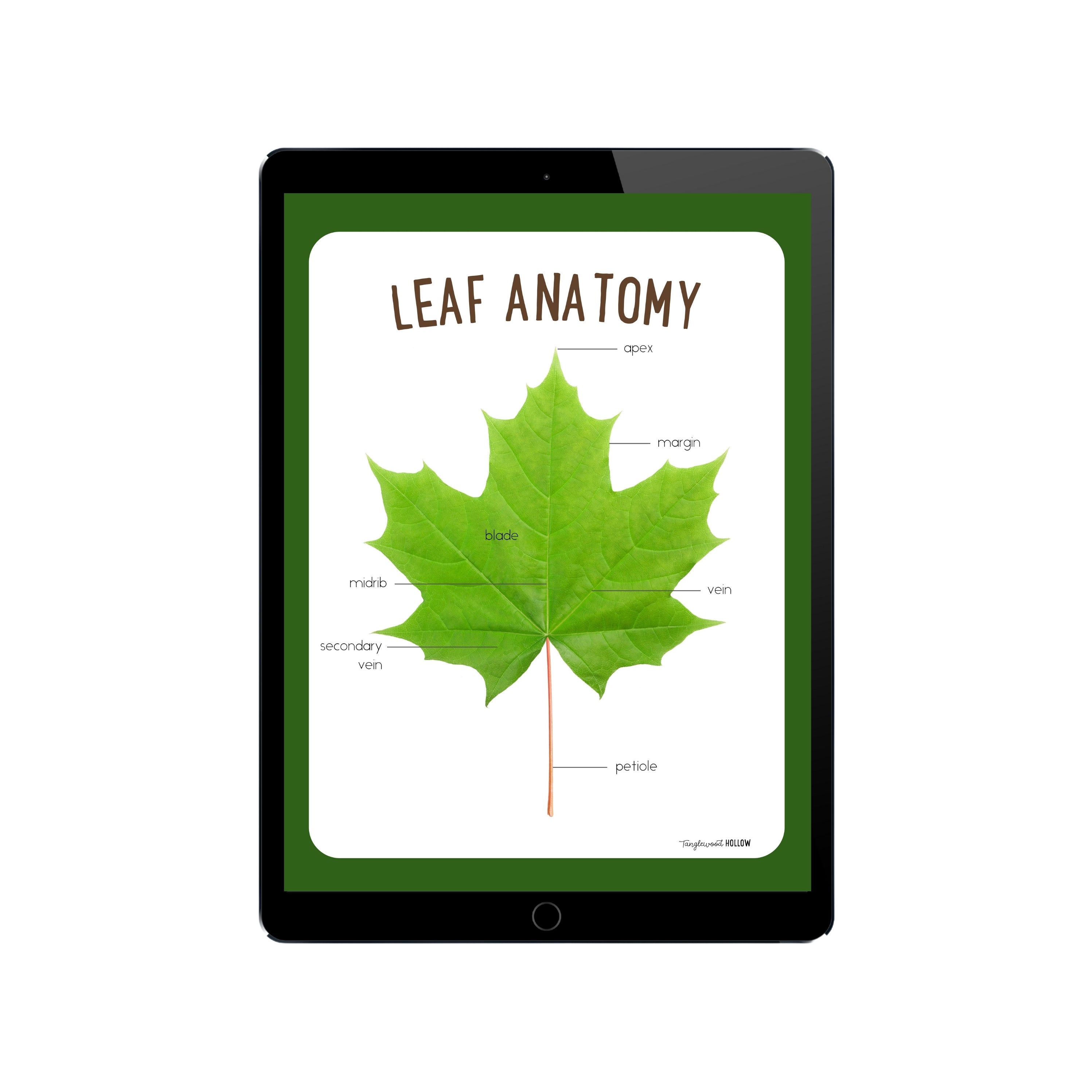 Printable Leaf Anatomy Poster