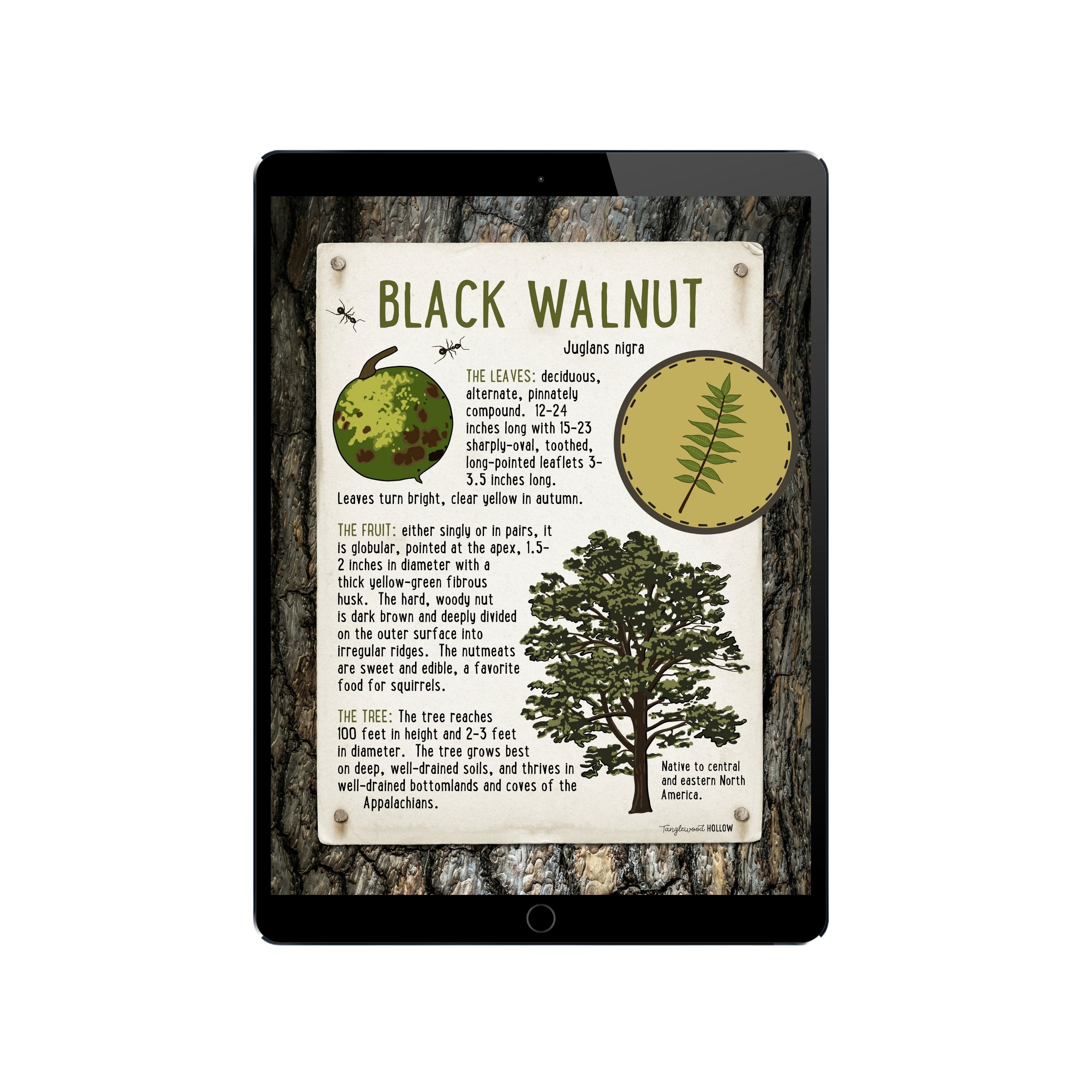Exploring Black Walnut - A Digital Guide
