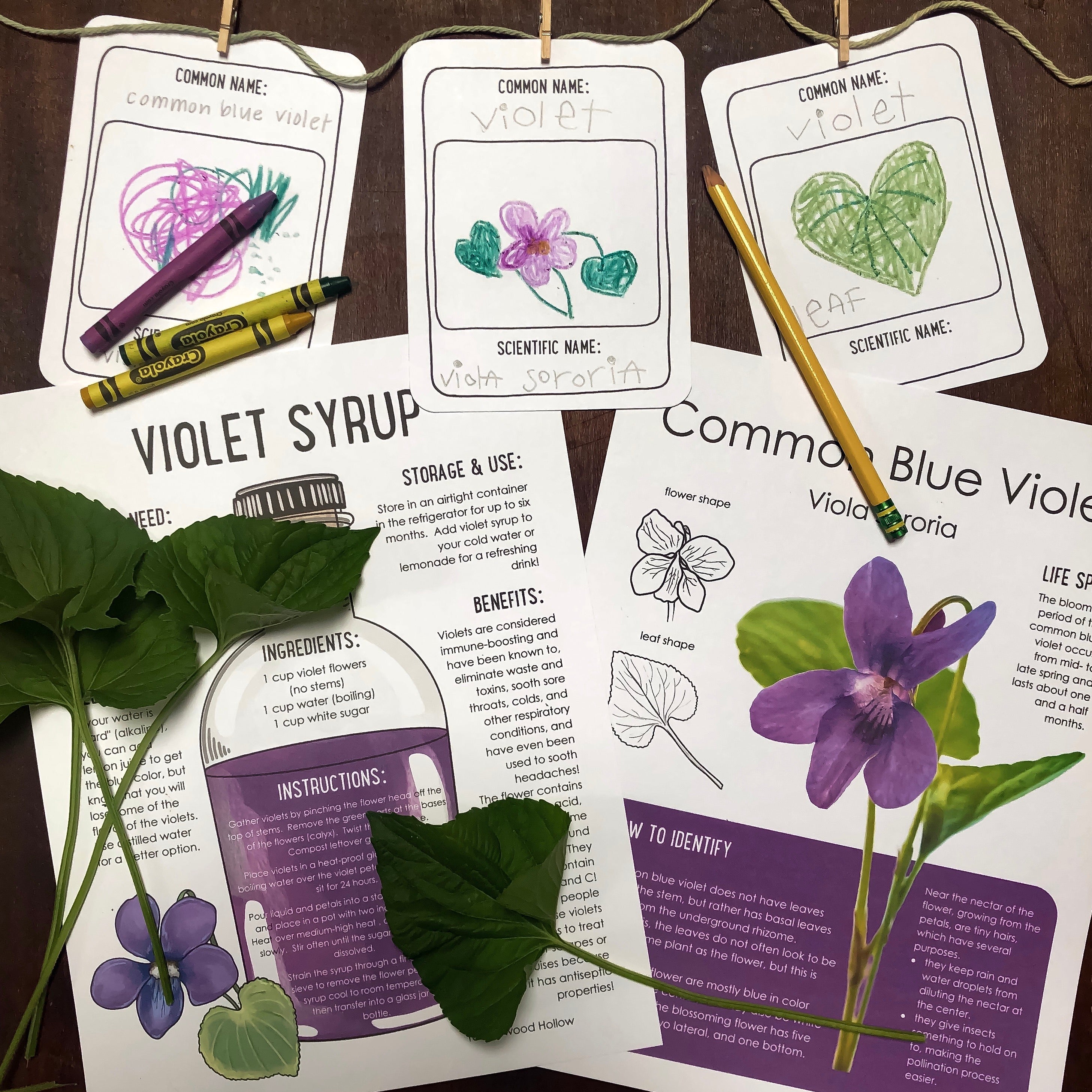 Digital Common Blue Violet Plant Study
