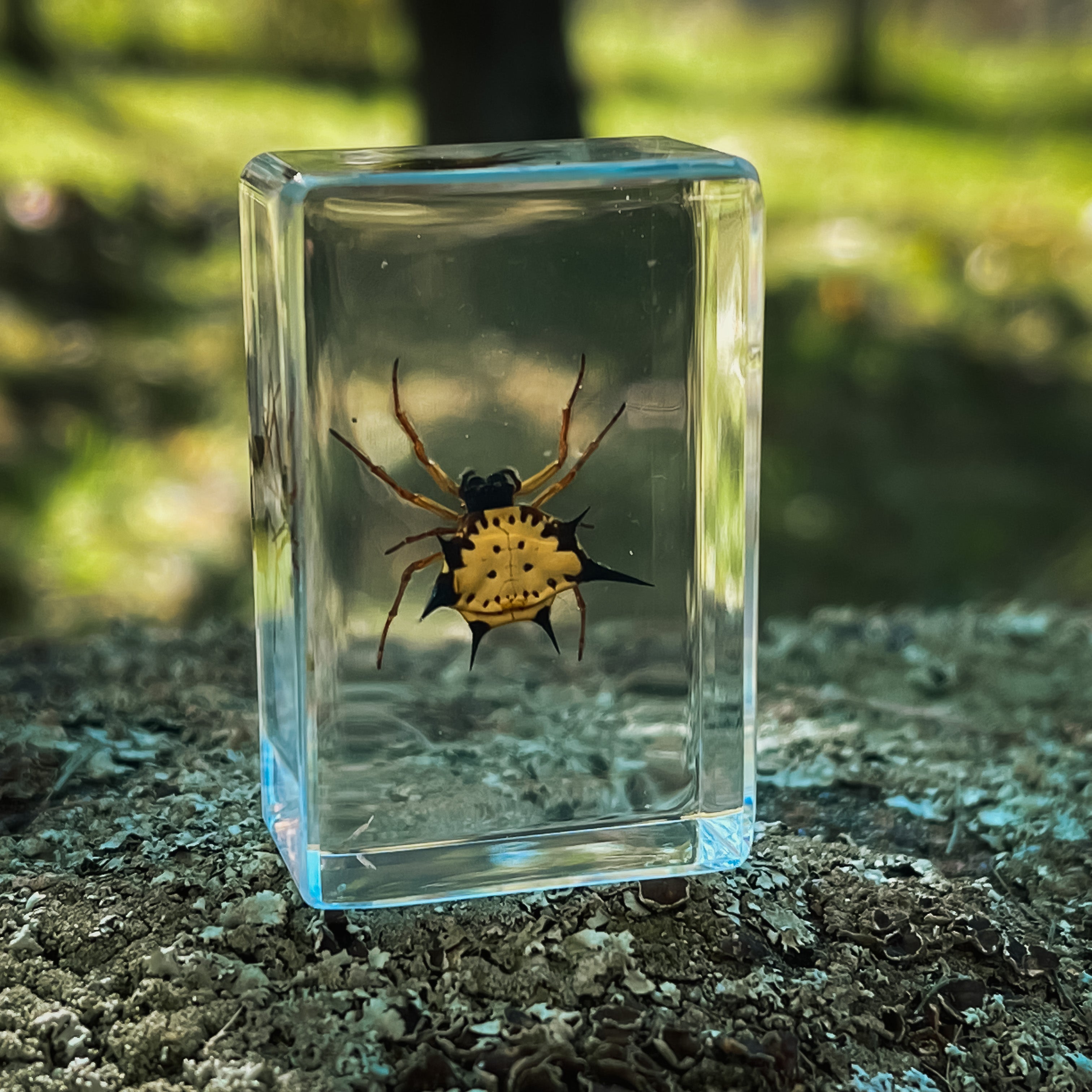 Hasselt’s Spiny Spider in Lucite