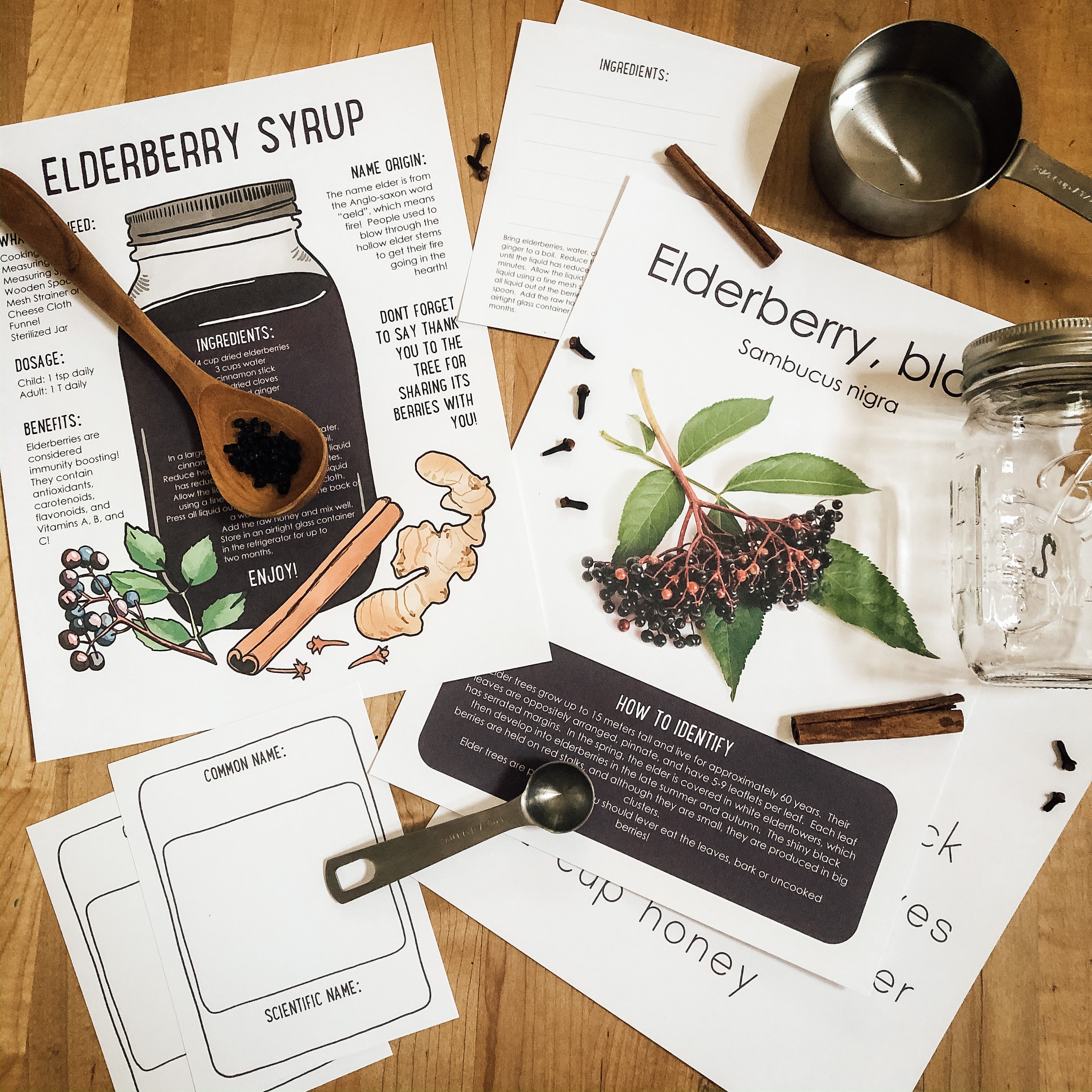 Digital Elderberry Plant Study
