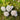 Small Selenite Desert Rose Cluster - Set of 3