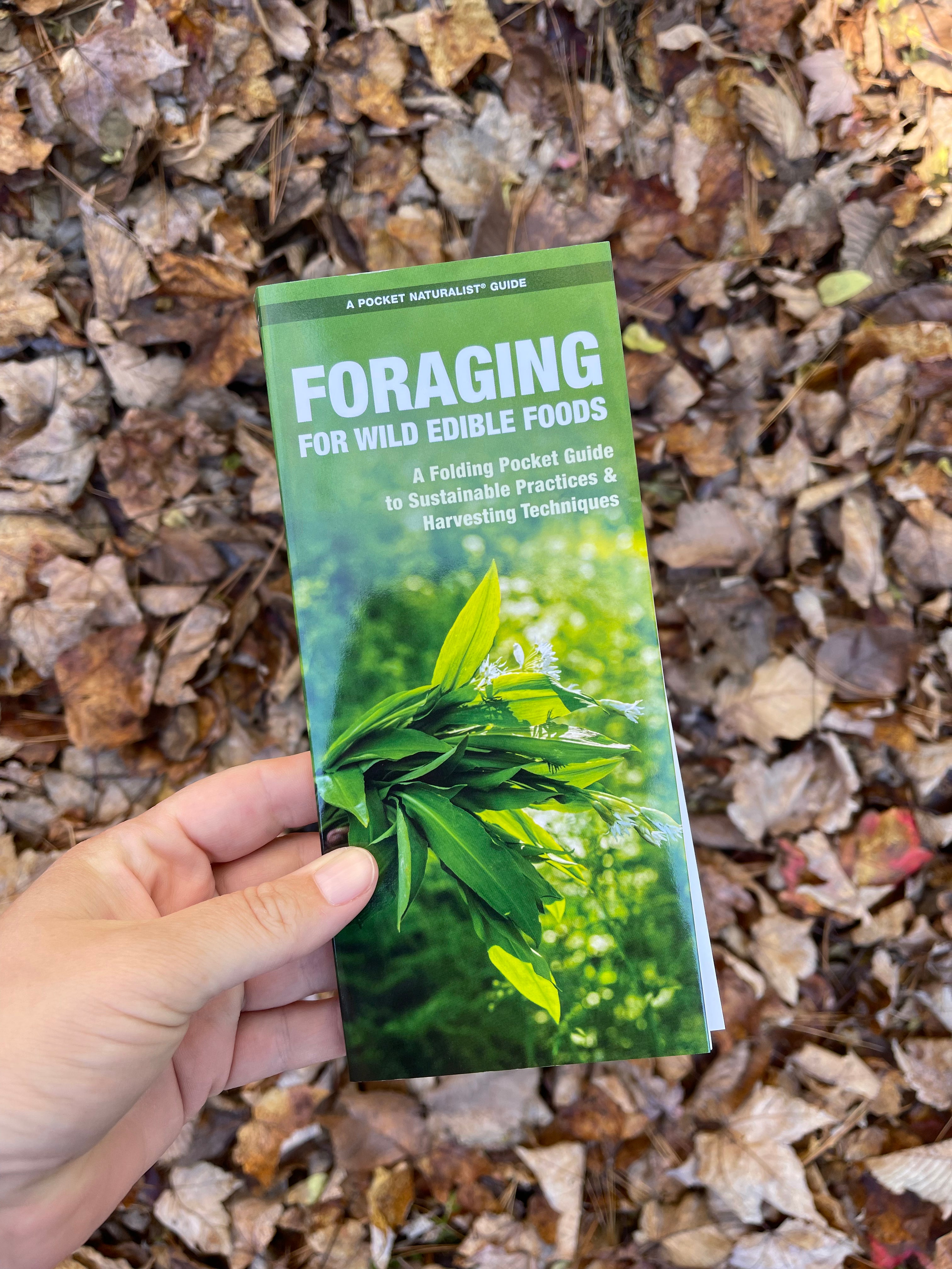 Foraging for Wild Edibles