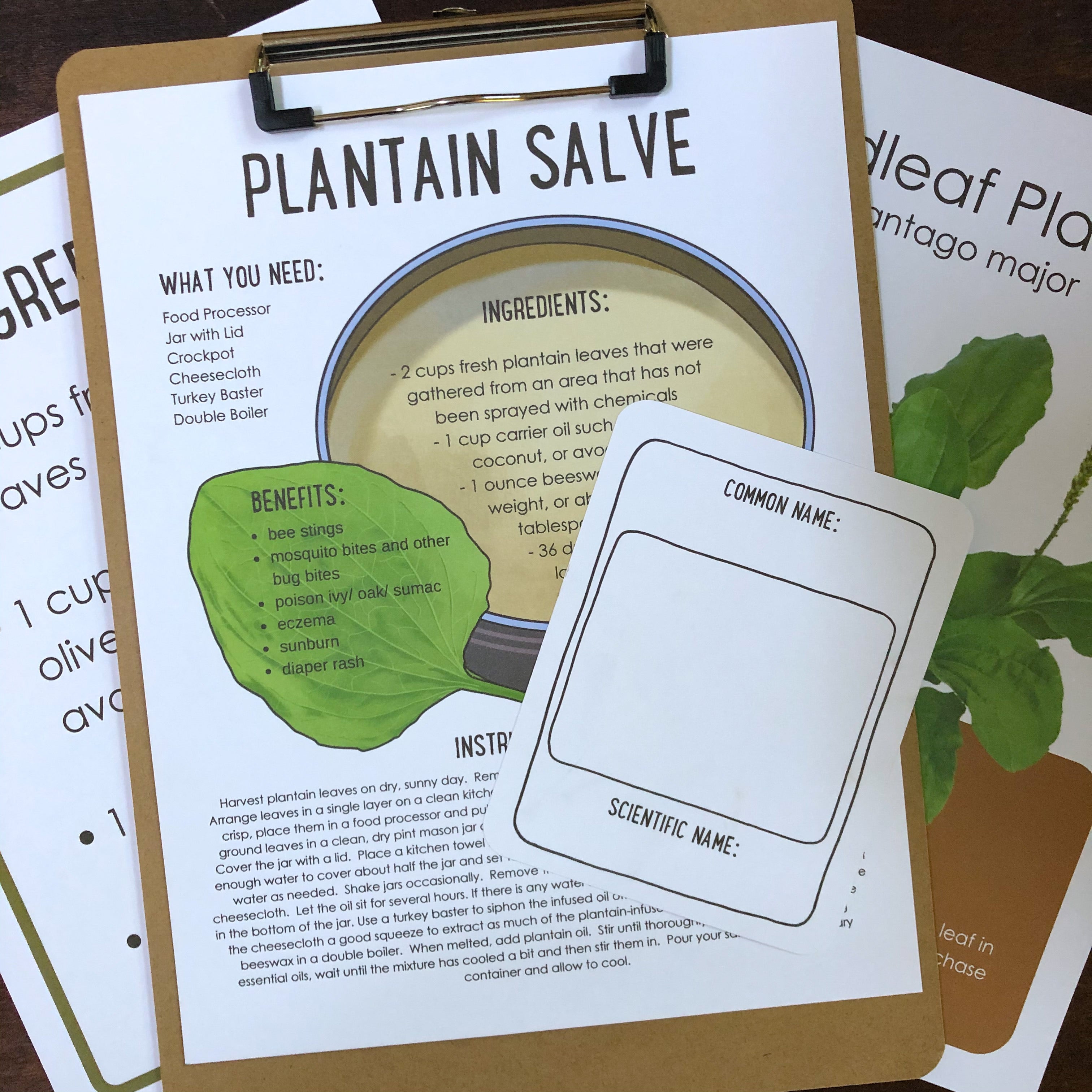 Digital Broadleaf Plantain Plant Study