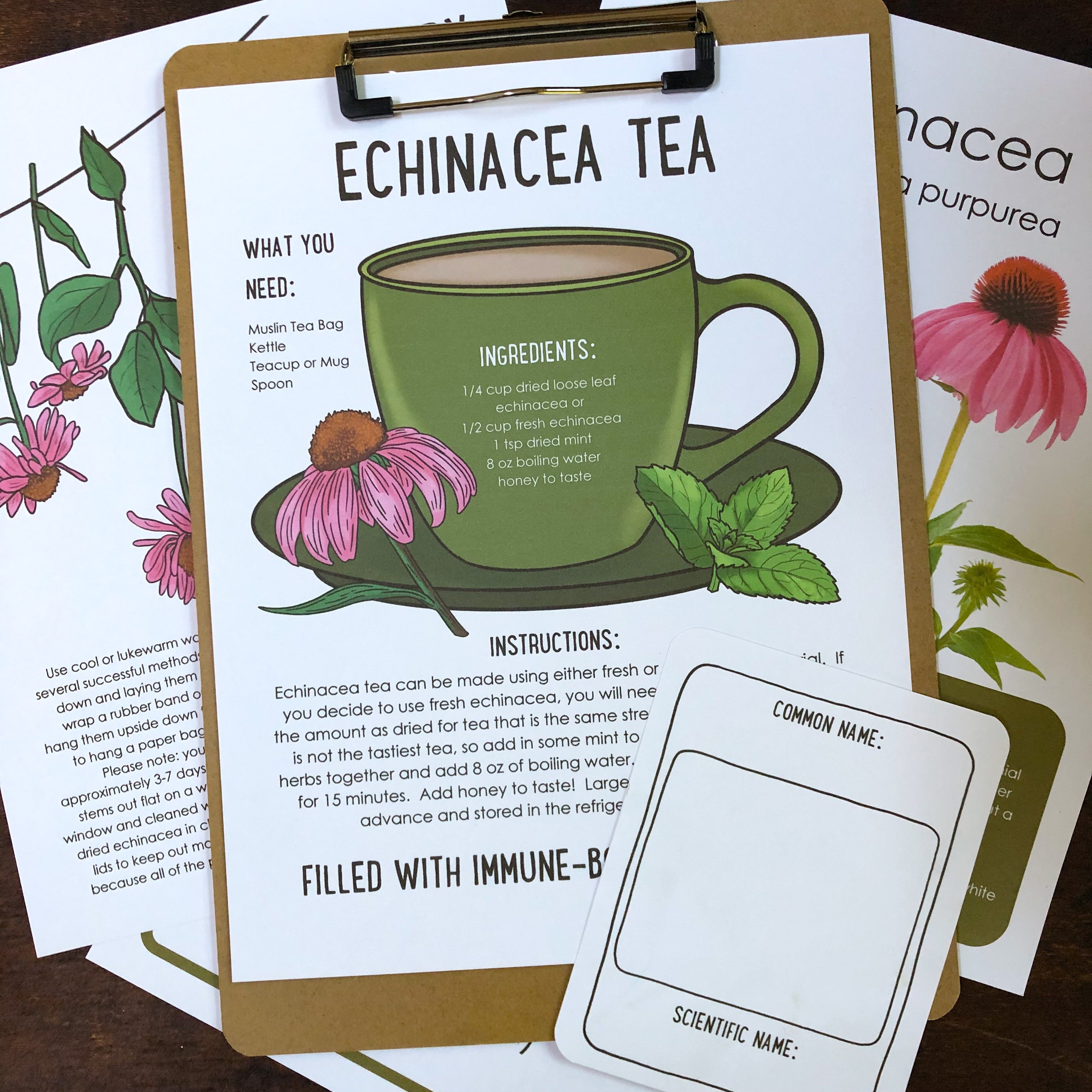 Digital Echinacea Plant Study