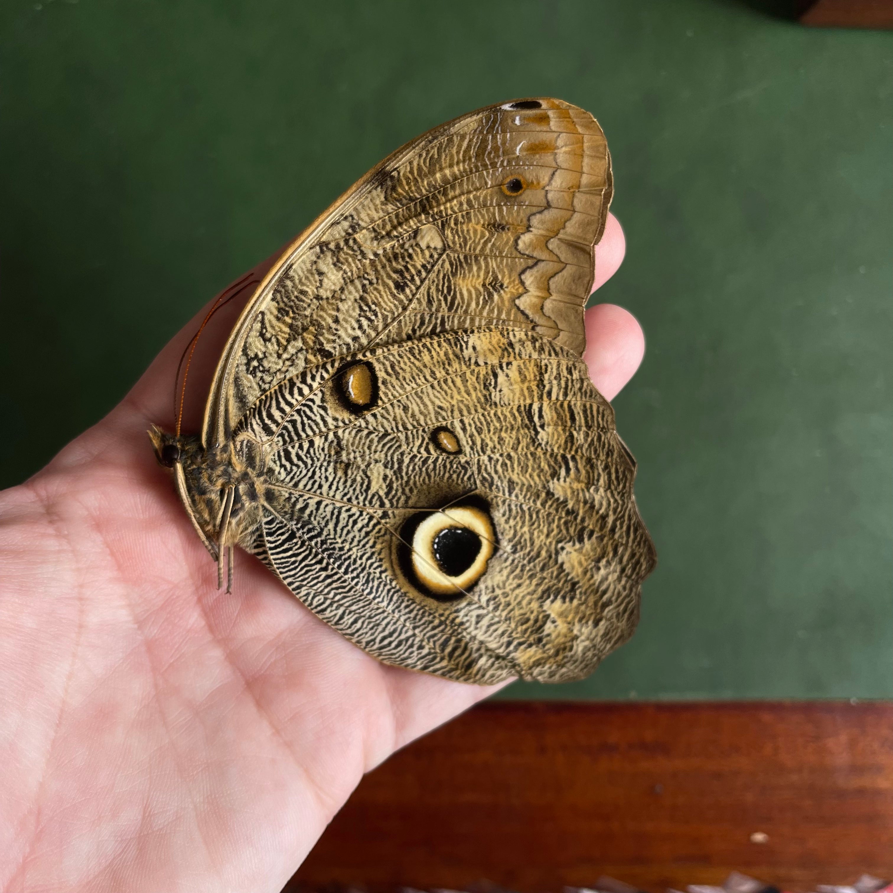 Owl Butterfly Specimen