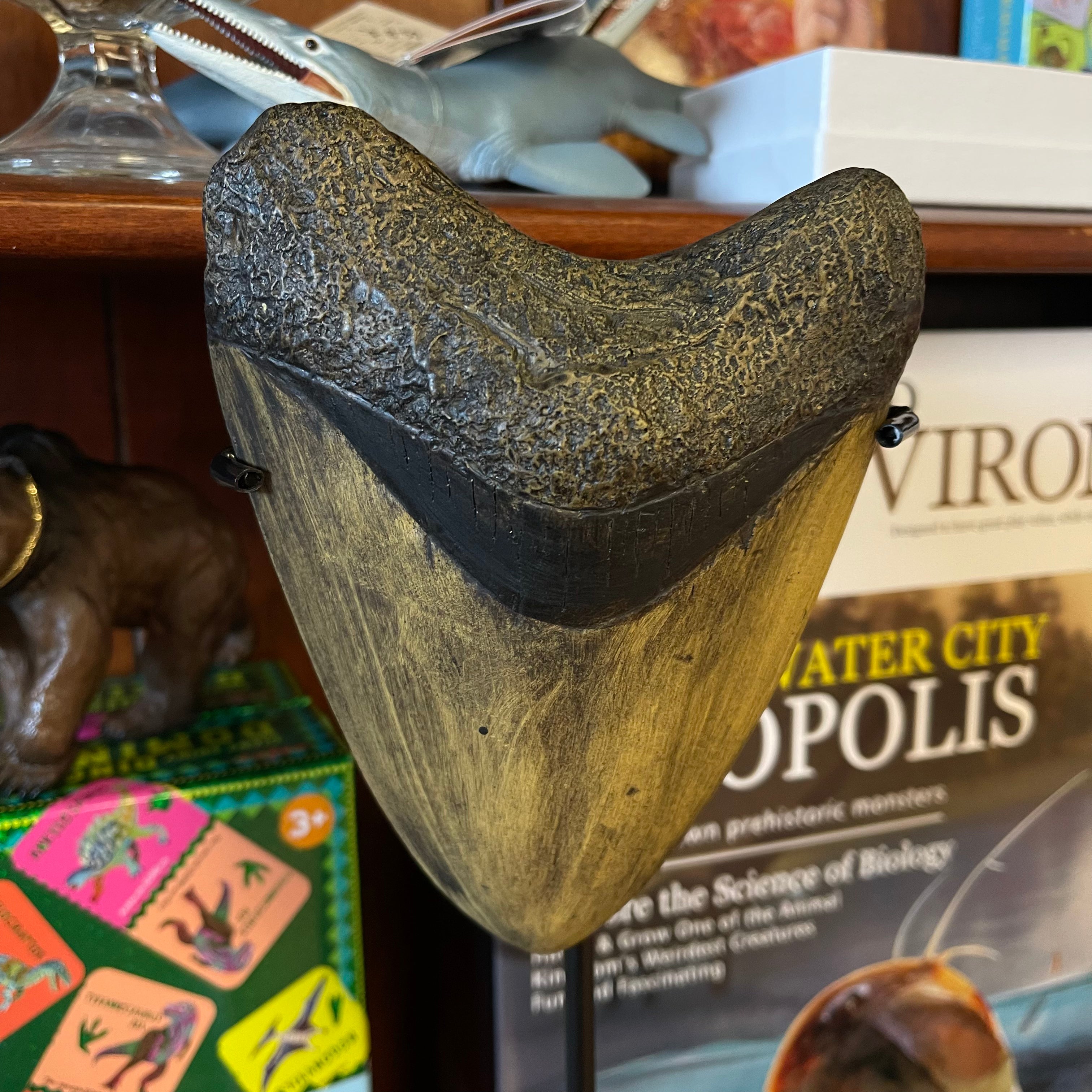 Megalodon Tooth Replica