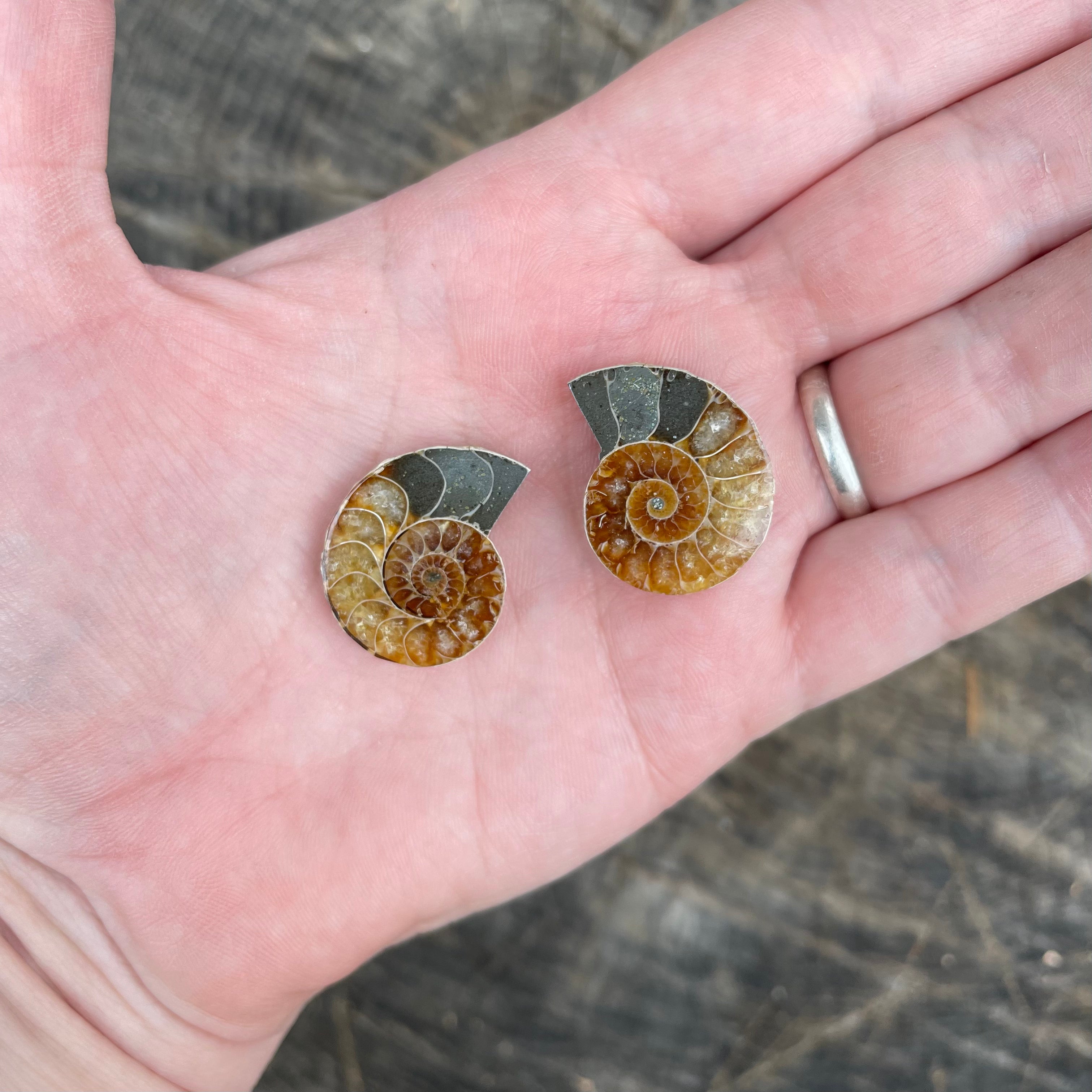 Ammonite Pair (A)